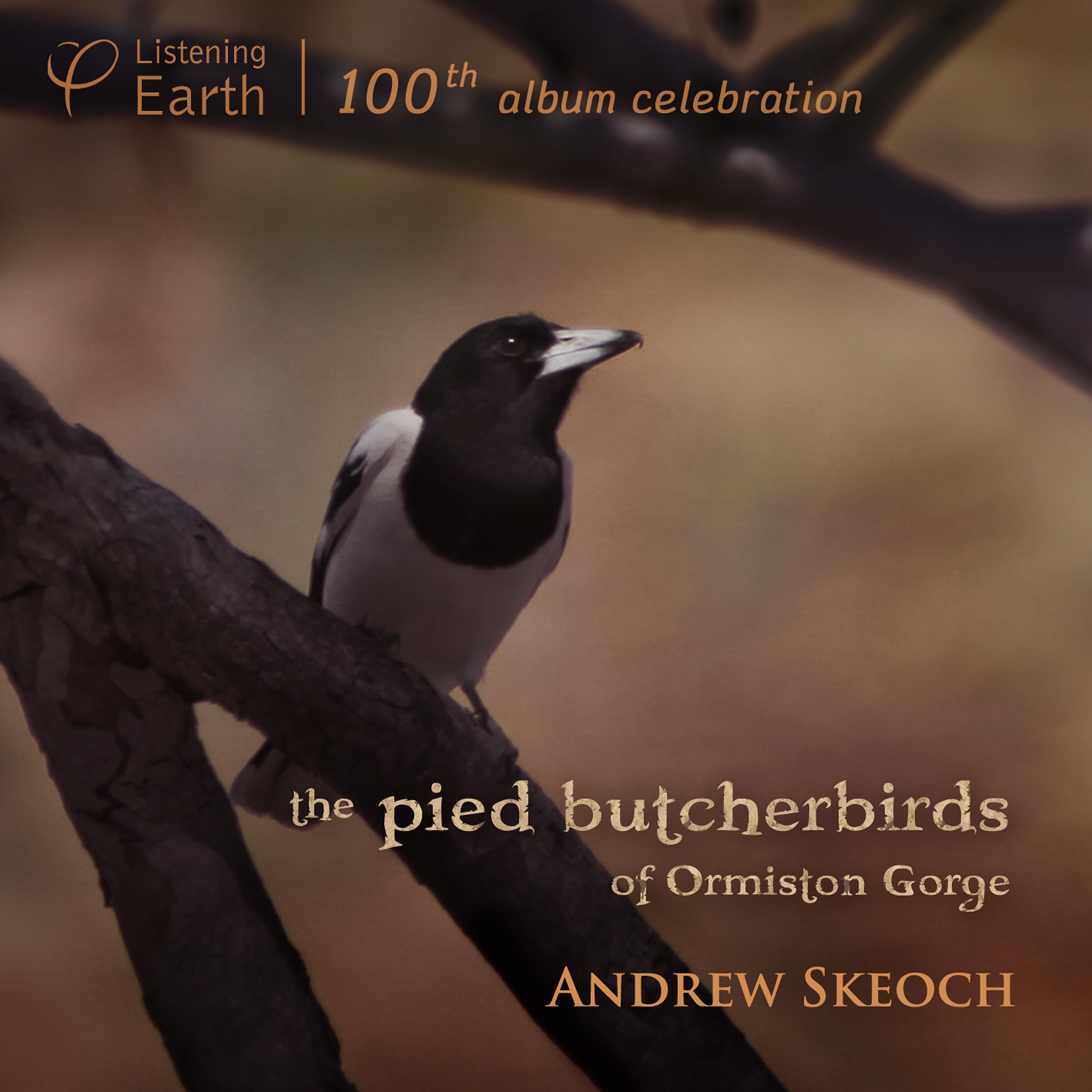 Постер альбома The Pied Butcherbirds of Ormiston Gorge