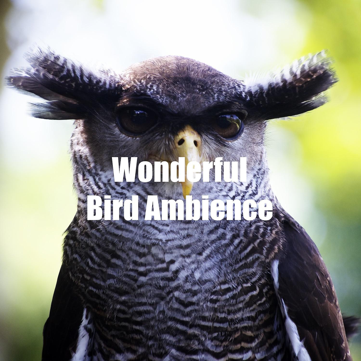 Постер альбома Wonderful Bird Ambience