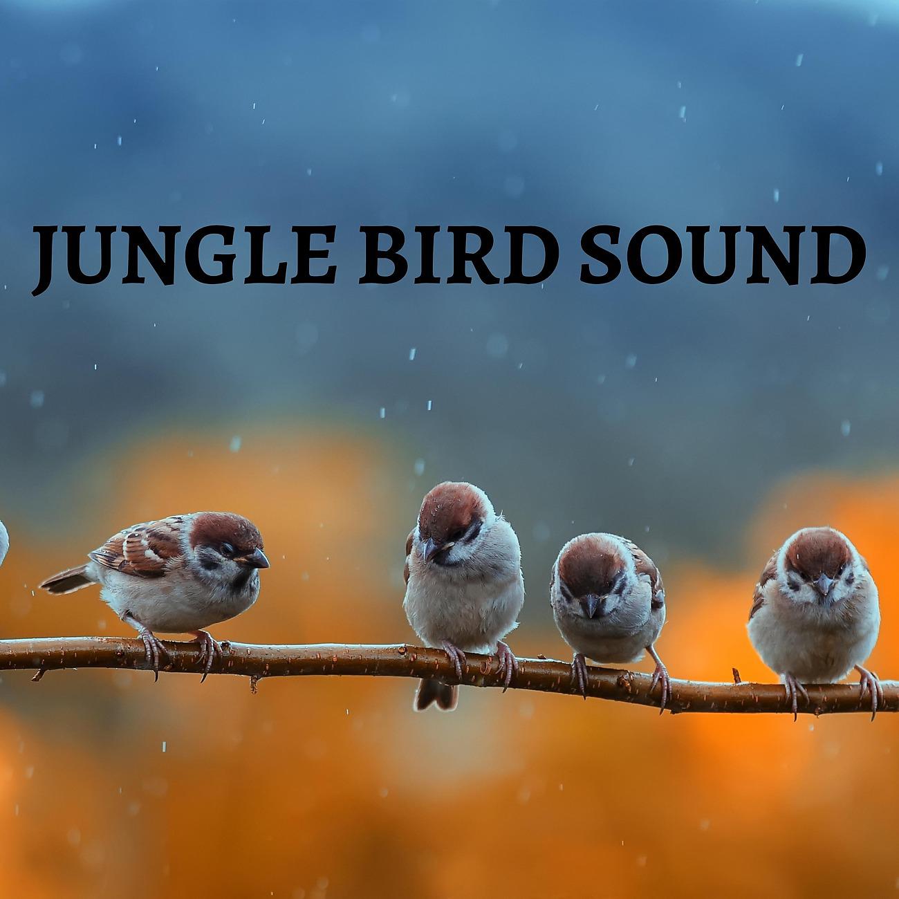 Постер альбома Jungle Bird Sound
