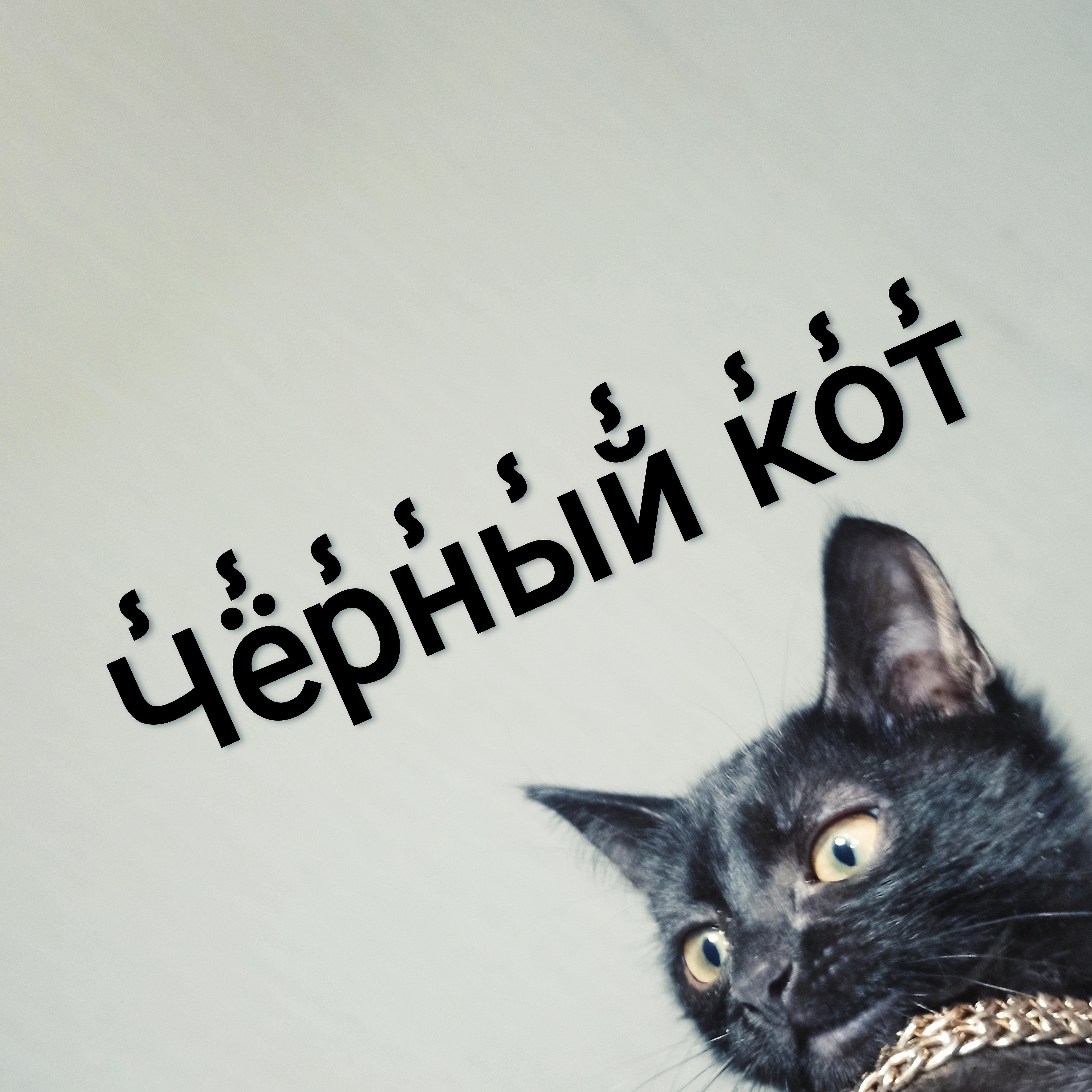 Постер альбома Чёрный кот
