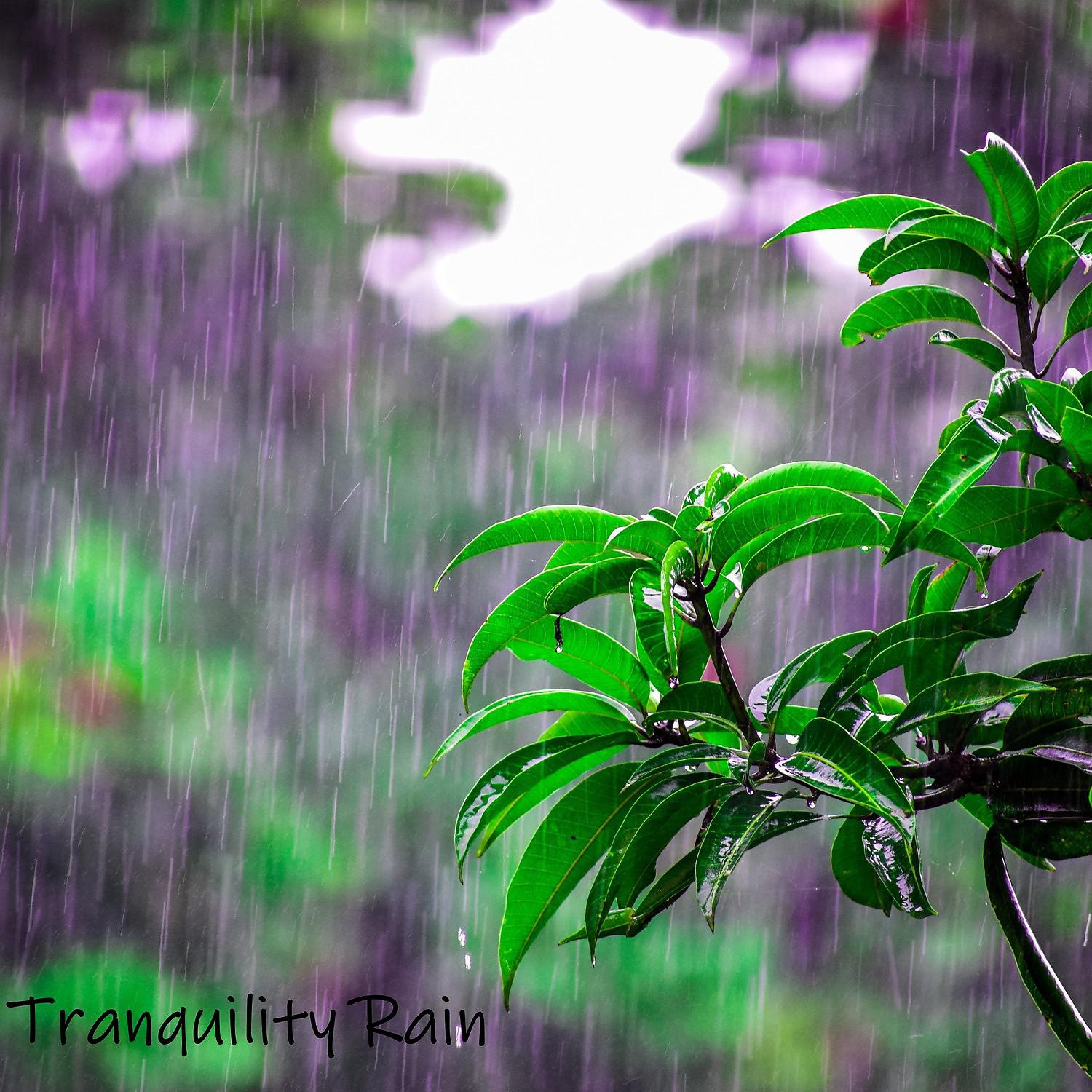 Постер альбома Tranquility Rain