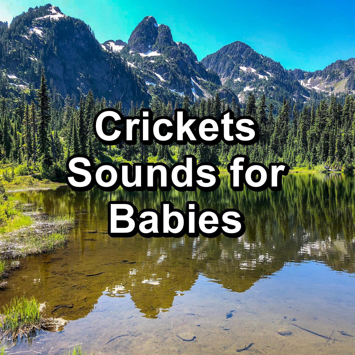 Постер альбома Crickets Sounds for Babies