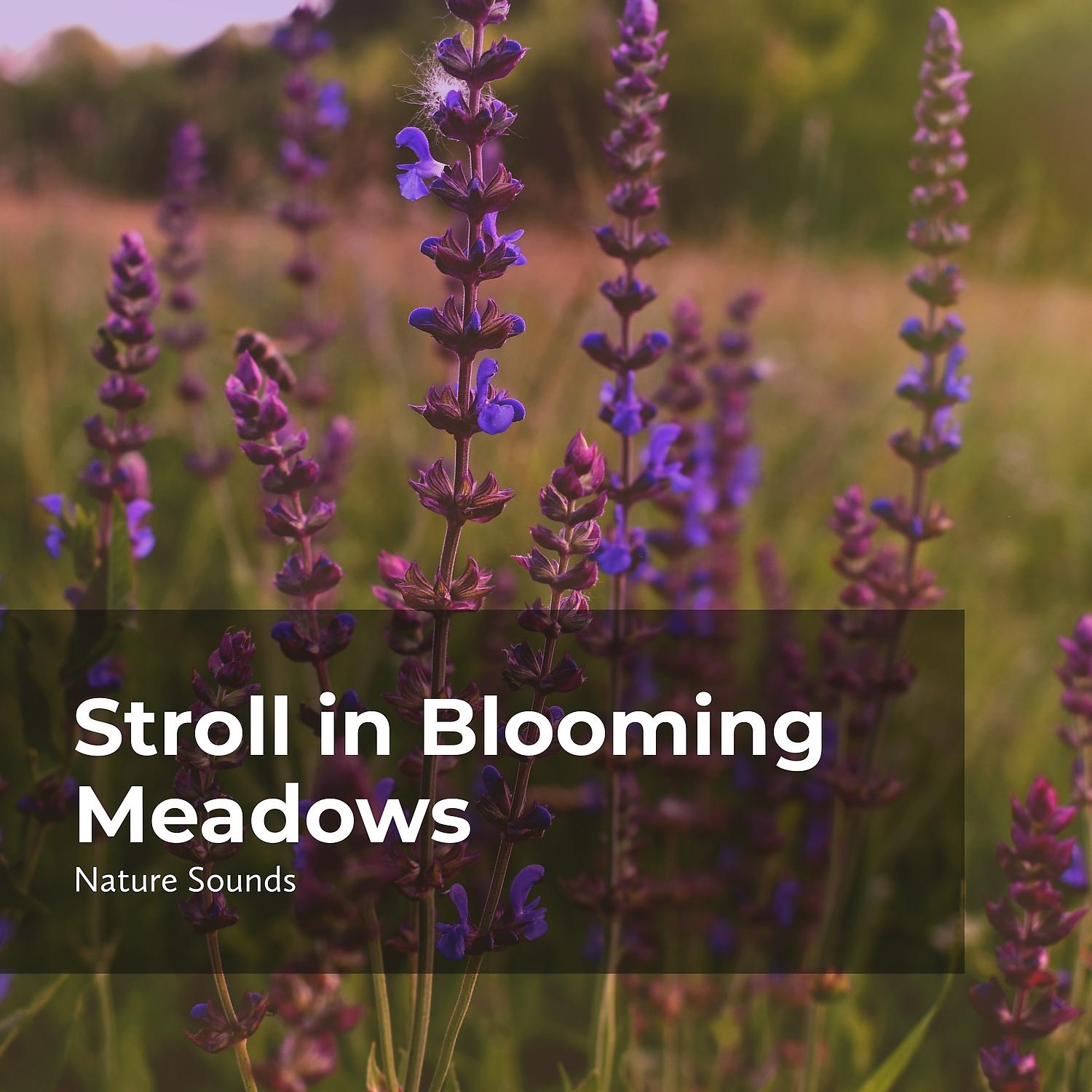 Постер альбома Stroll in Blooming Meadows