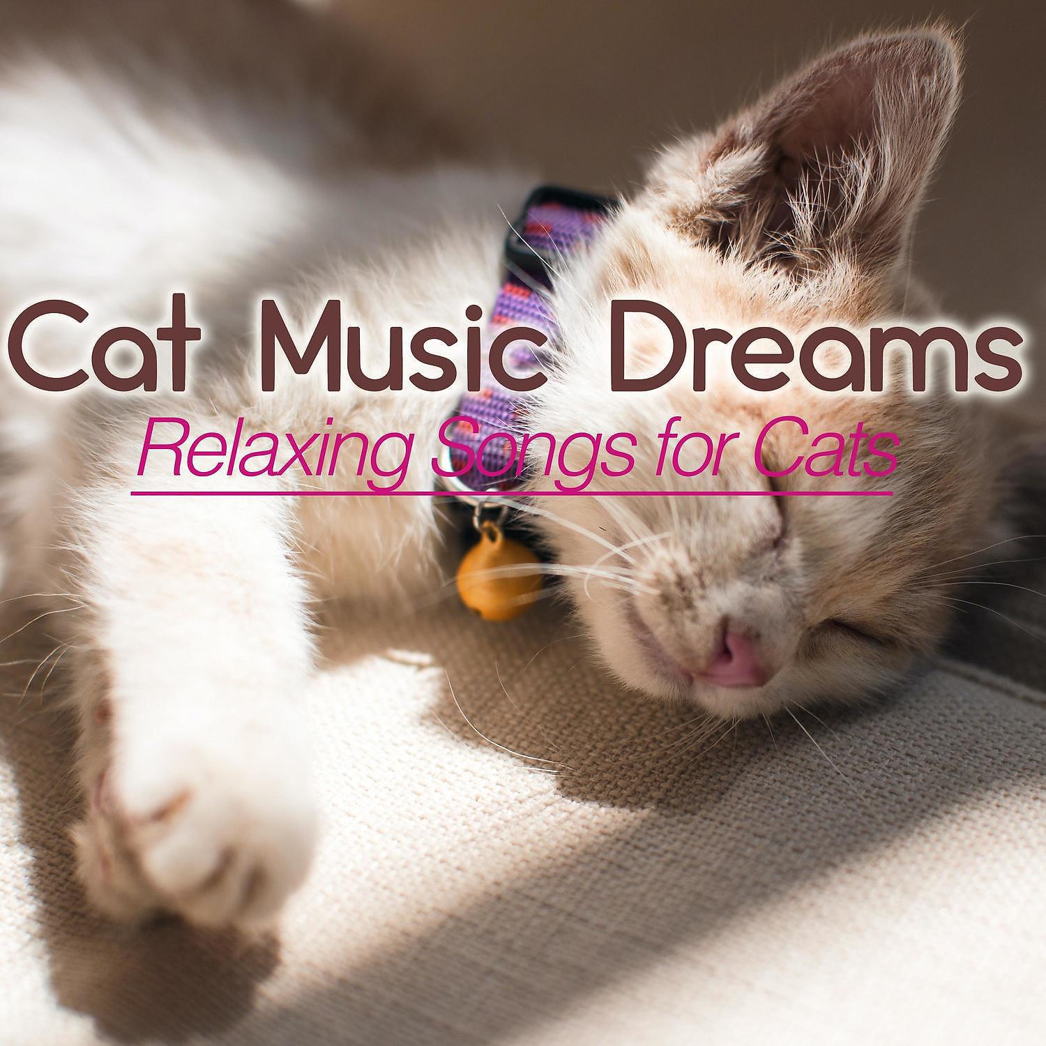 Постер альбома Cat Music Dreams: Relaxing Songs for Cats