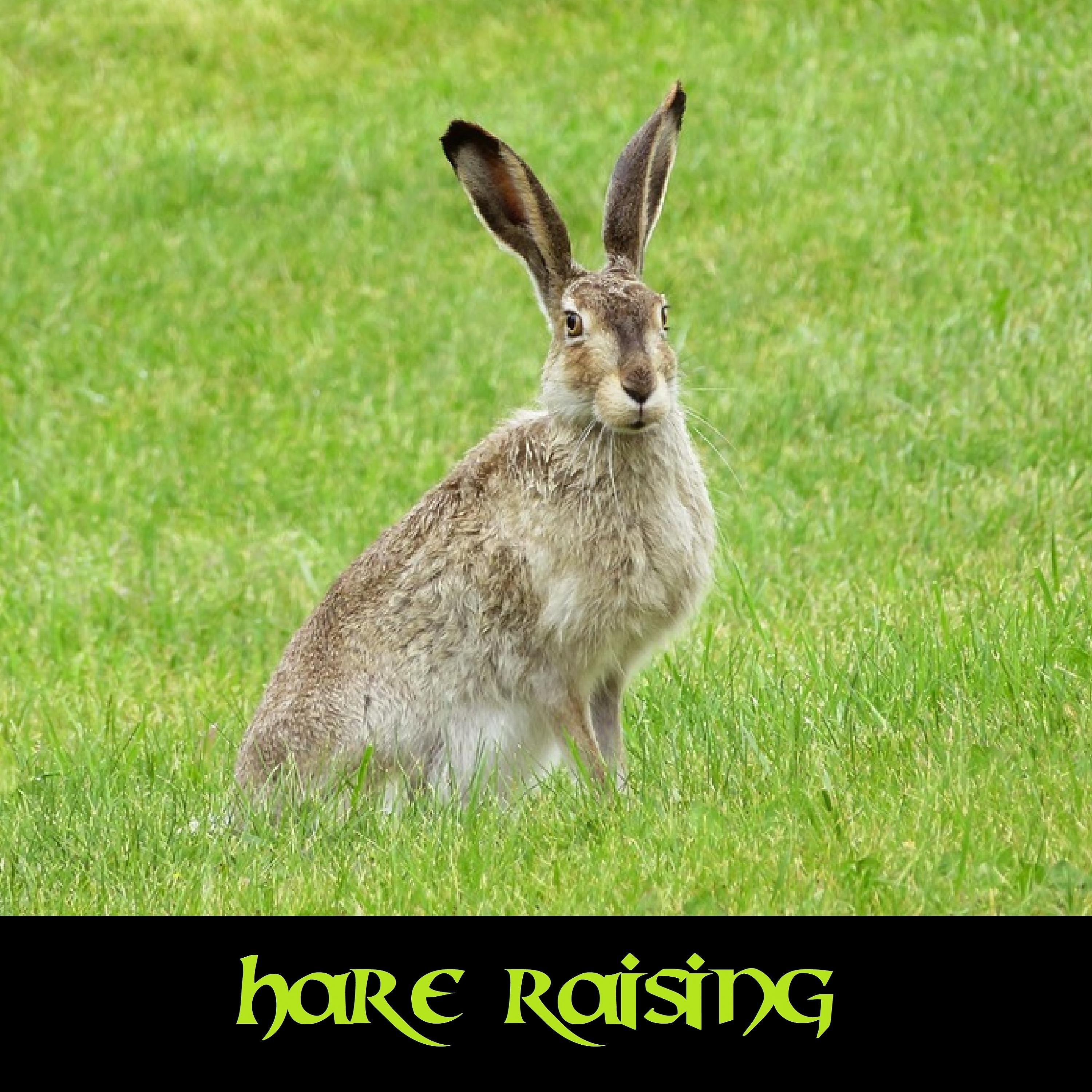 Постер альбома Hare Raising