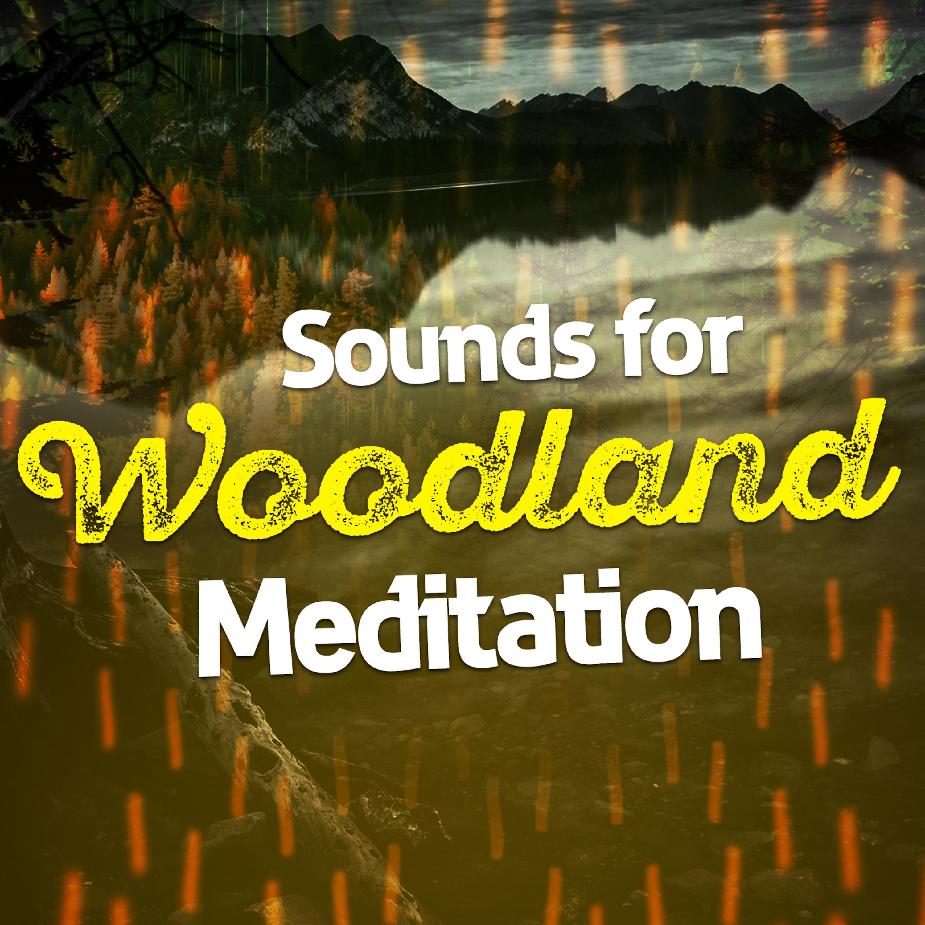 Постер альбома Sounds for Woodland Meditation