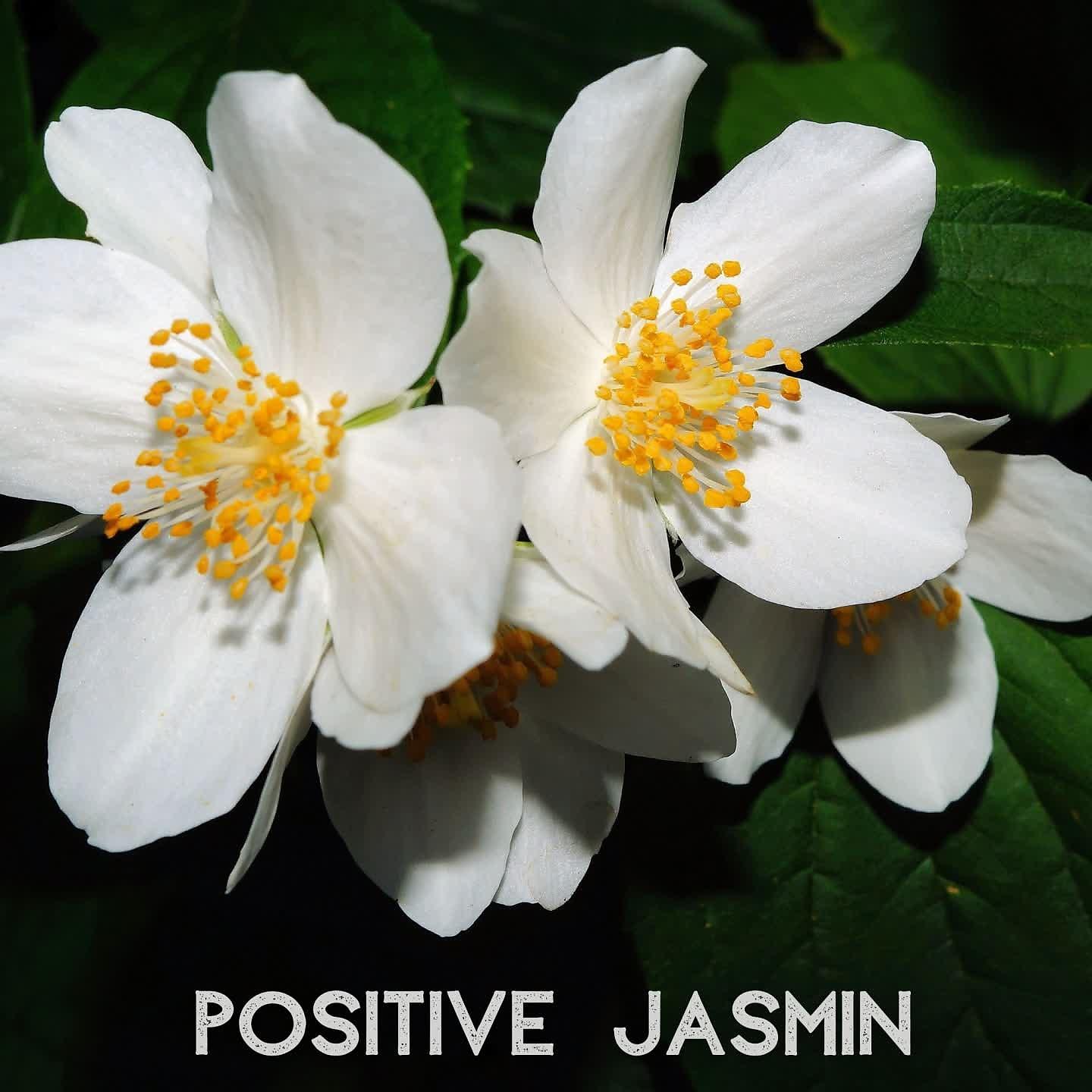 Постер альбома Jasmine Positive