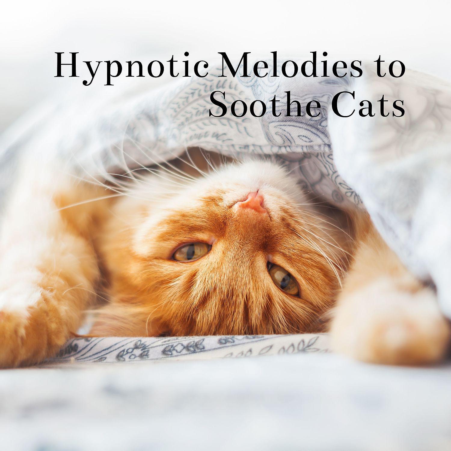 Постер альбома Hypnotic Melodies to Soothe Cats