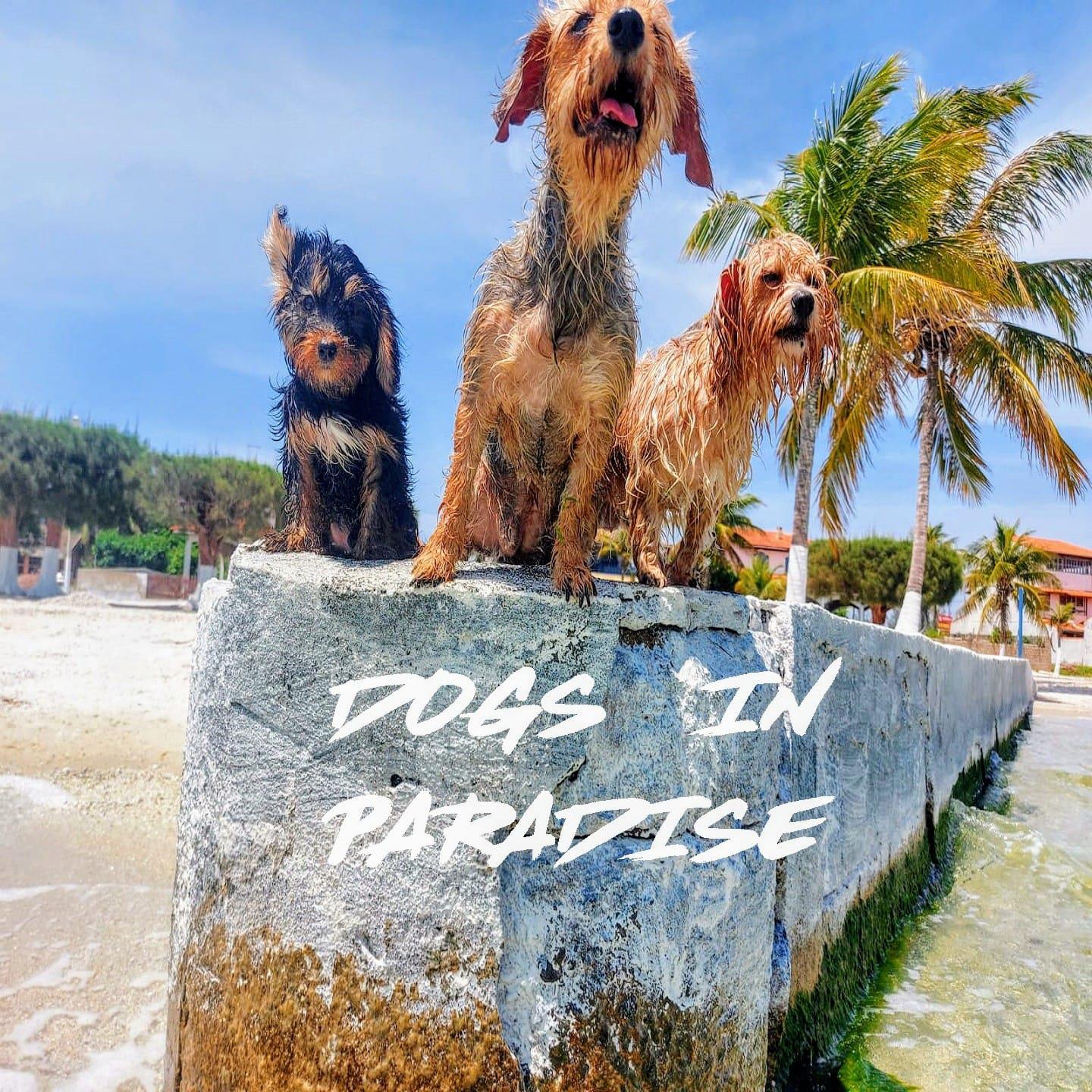 Постер альбома Dogs in Paradise