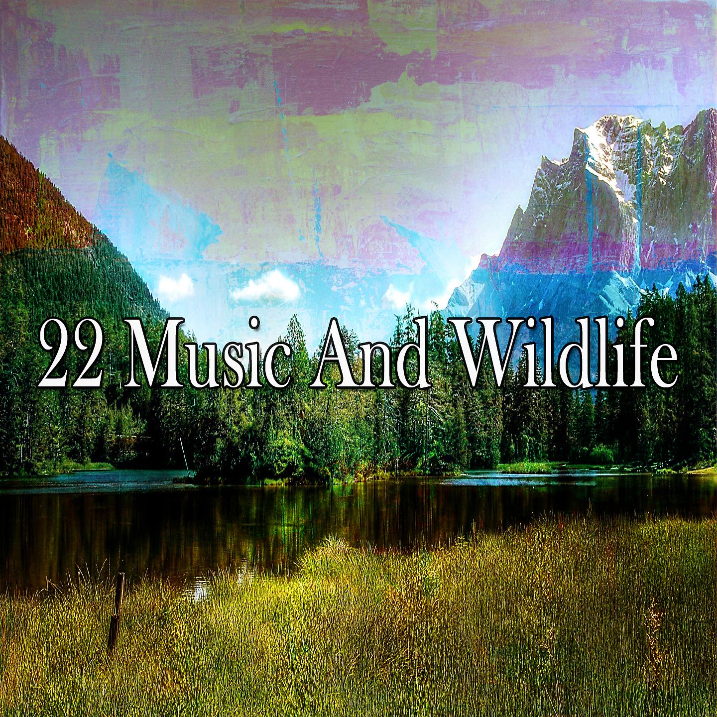 Постер альбома 22 Музыка и дикая природа