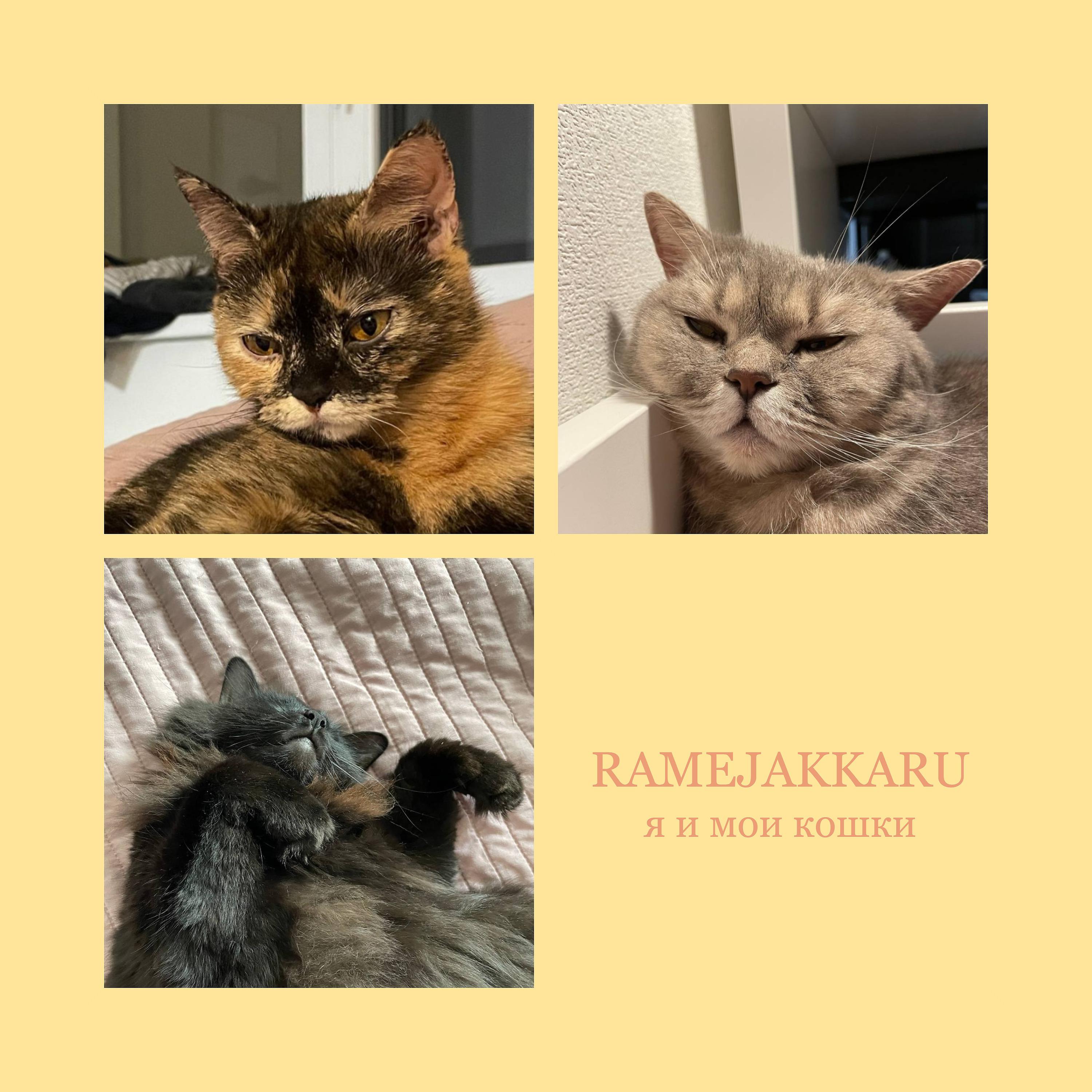 Постер альбома Я и мои кошки