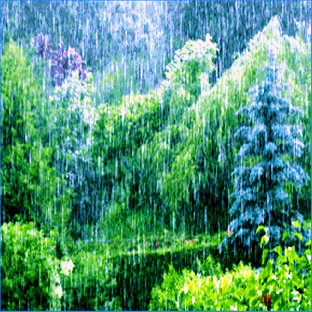 Постер альбома The Living Forest Rain