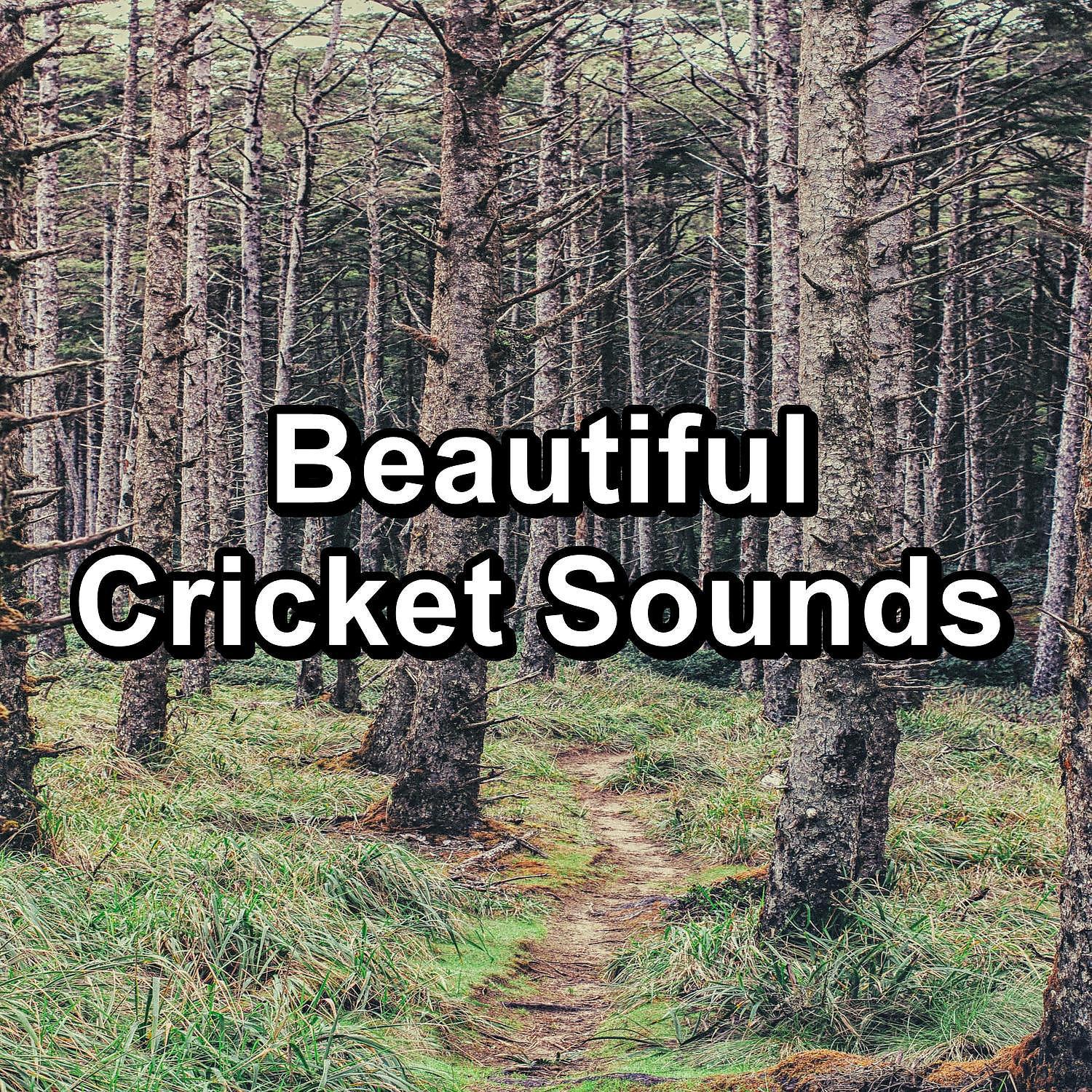 Постер альбома Beautiful Cricket Sounds