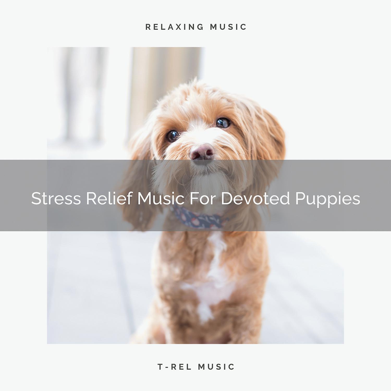 Постер альбома Stress Relief Music For Devoted Puppies