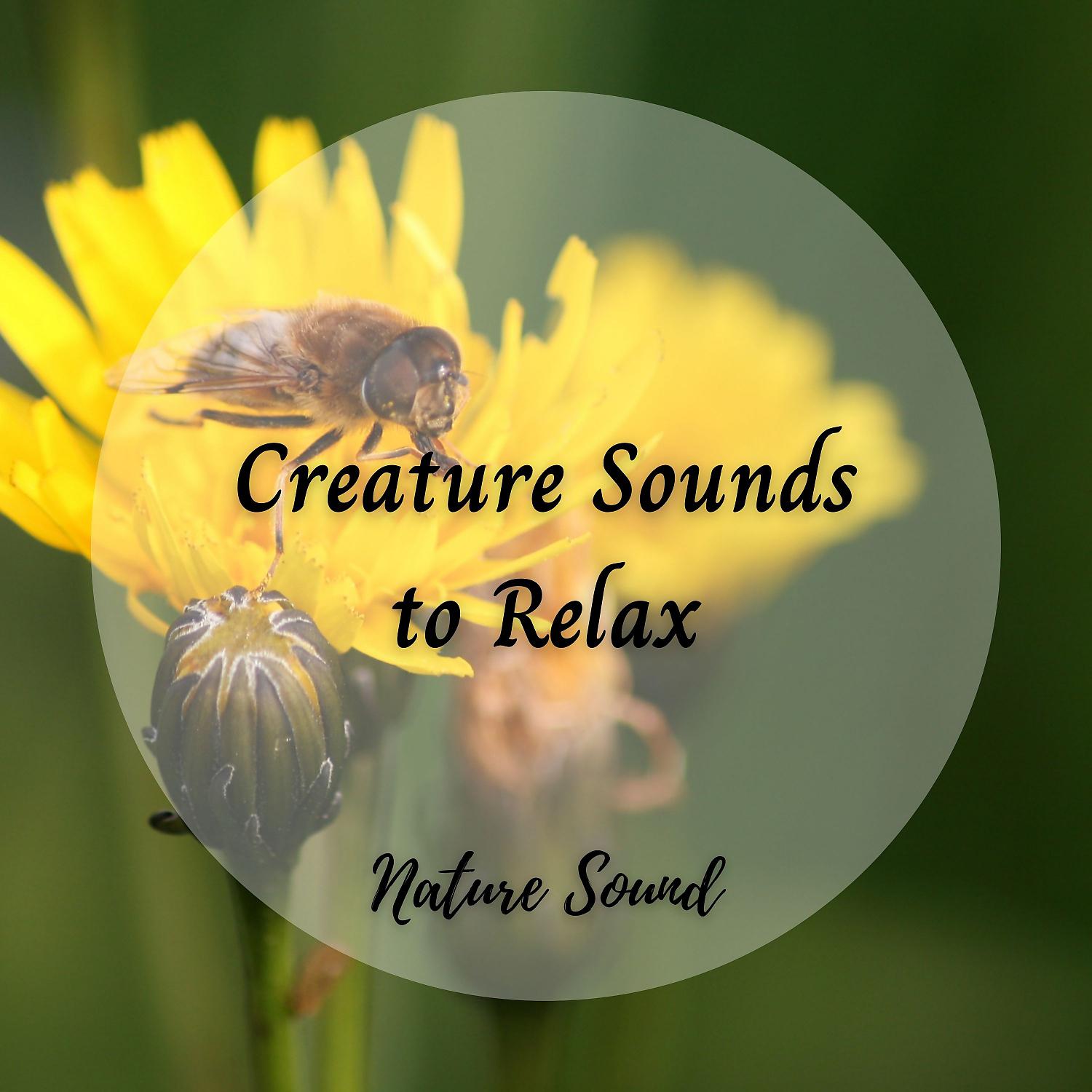Постер альбома Nature Sound: Creature Sounds to Relax