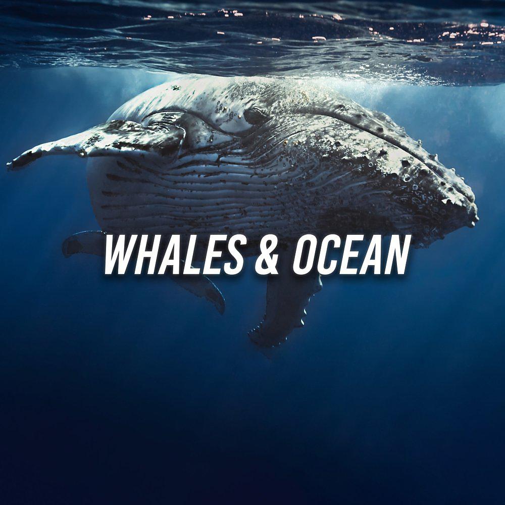 Постер альбома Whales & Ocean
