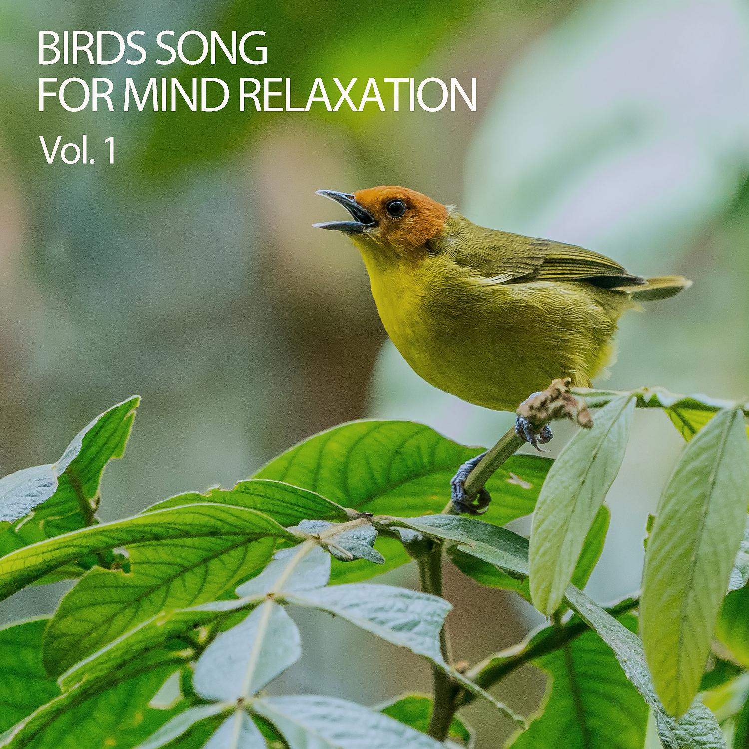 Постер альбома Birds Song For Mind Relaxation Vol. 1
