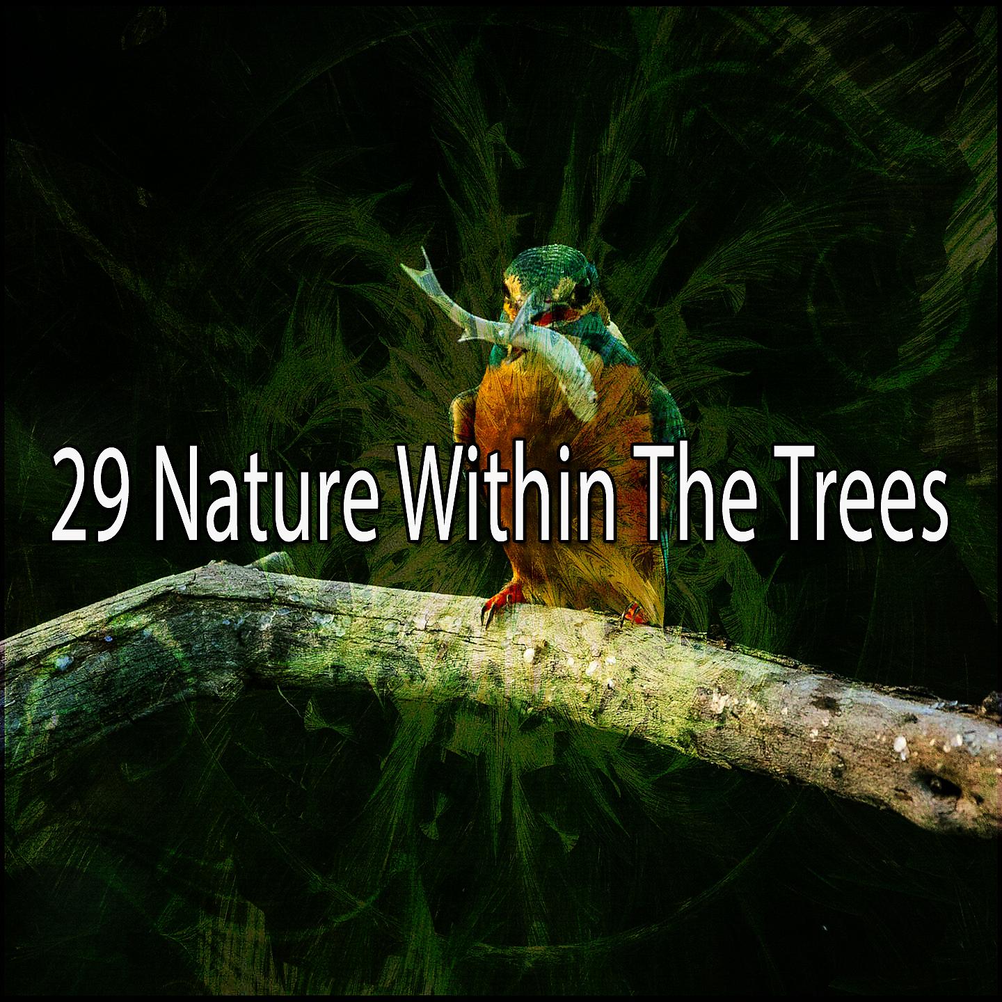 Постер альбома 29 Природа в деревьях
