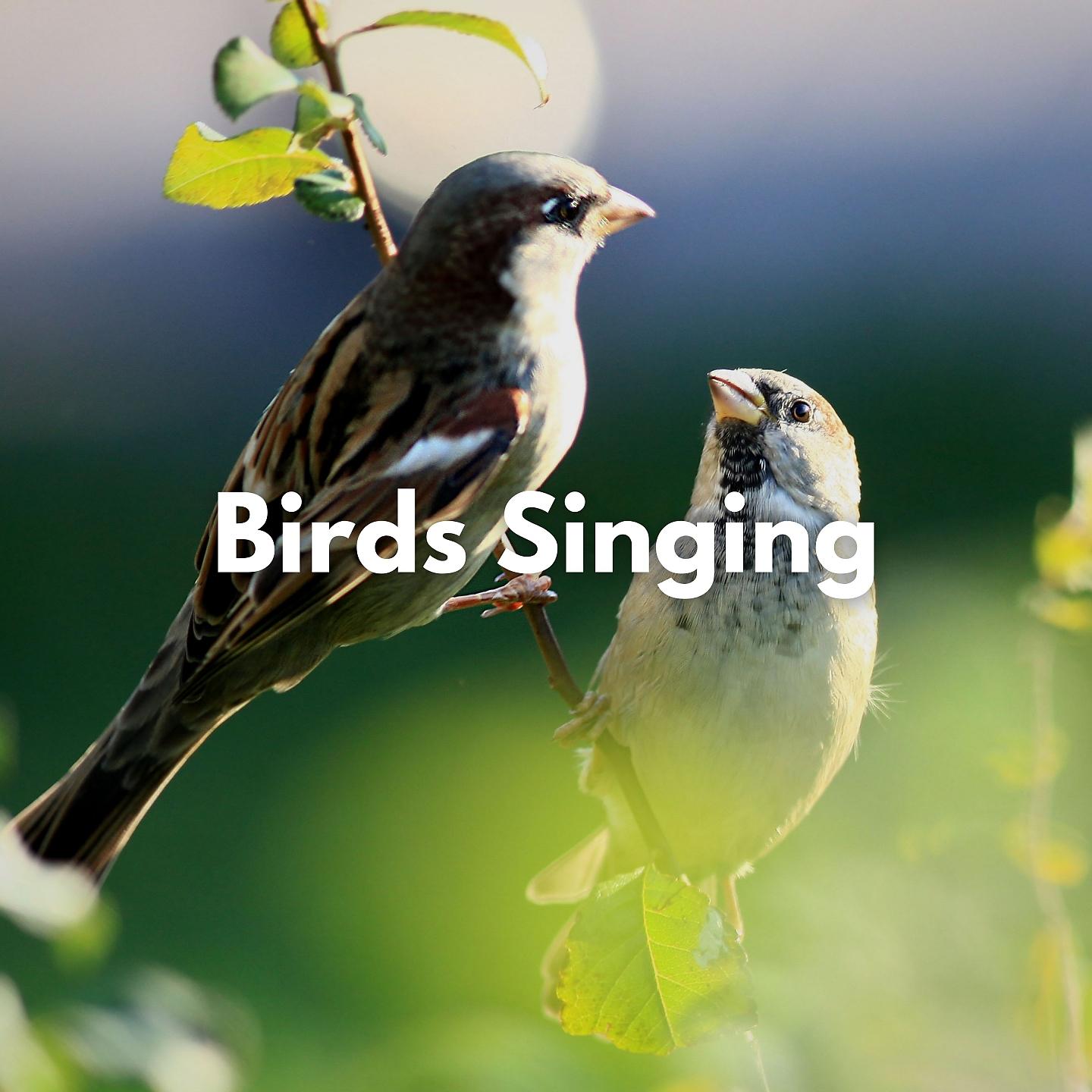 Постер альбома Birds Singing