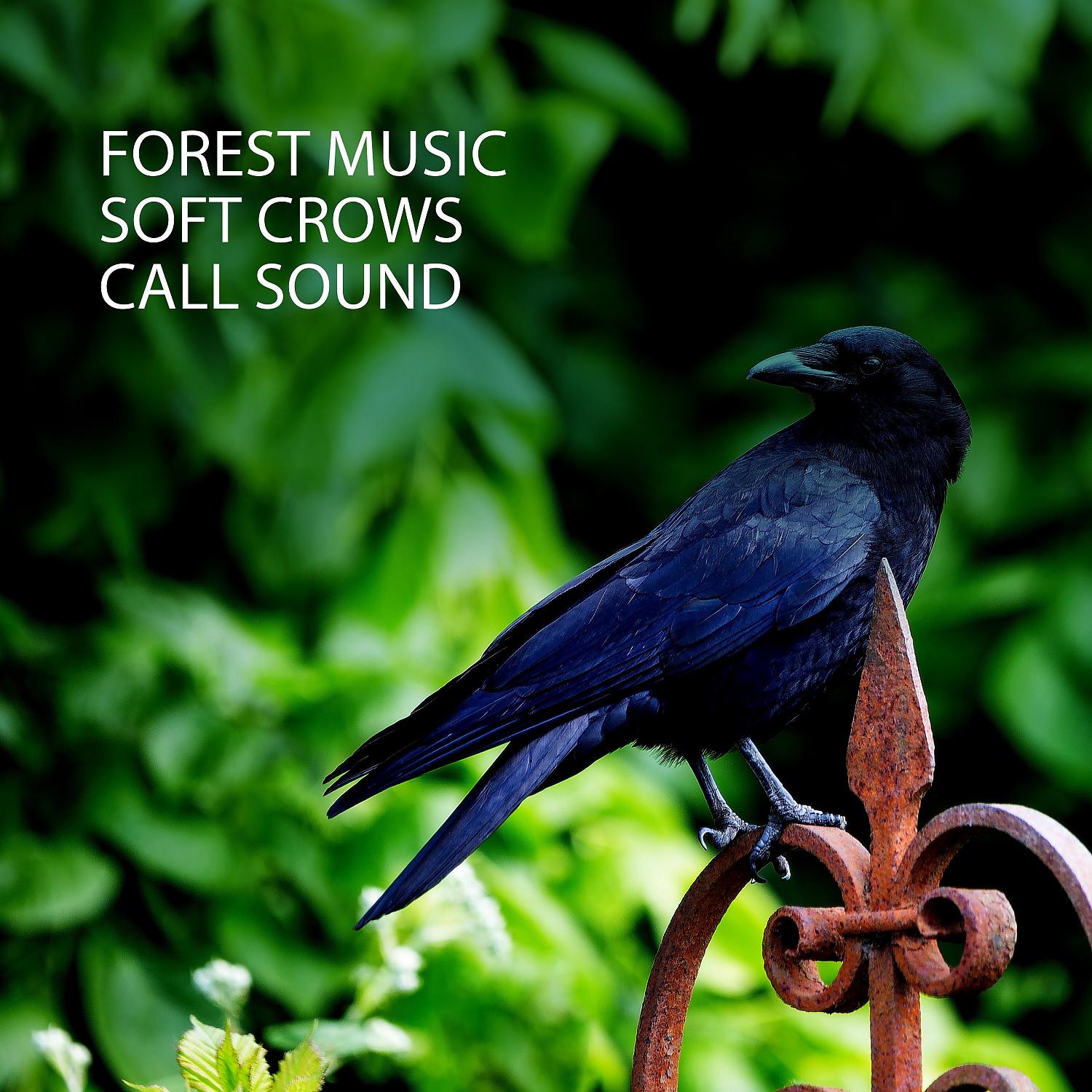 Постер альбома Forest Music: Soft Crows Call Sound