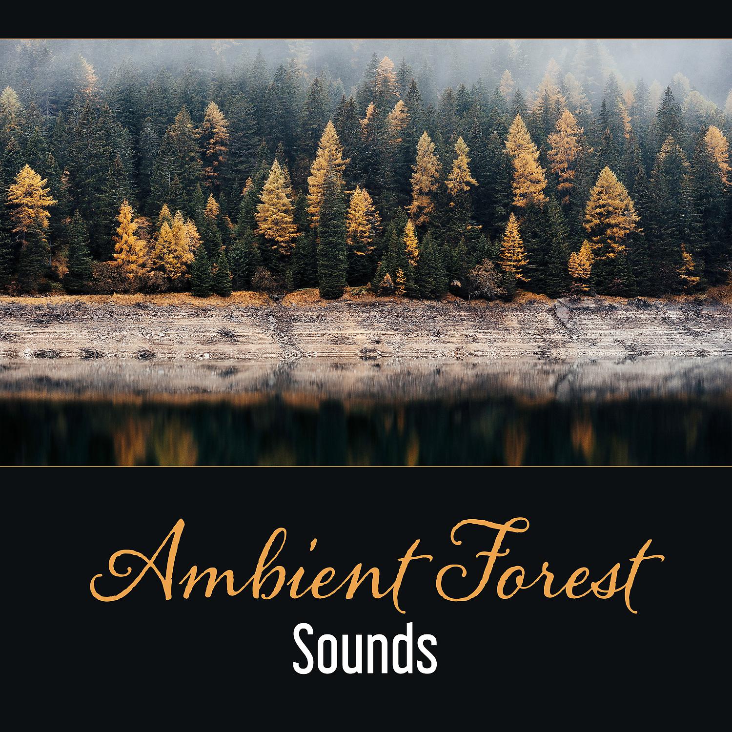 Постер альбома Ambient Forest Sounds – Space of Secrets, Meditation in Forest, Relaxation, Deep Sleep, Dealing with Anxiety