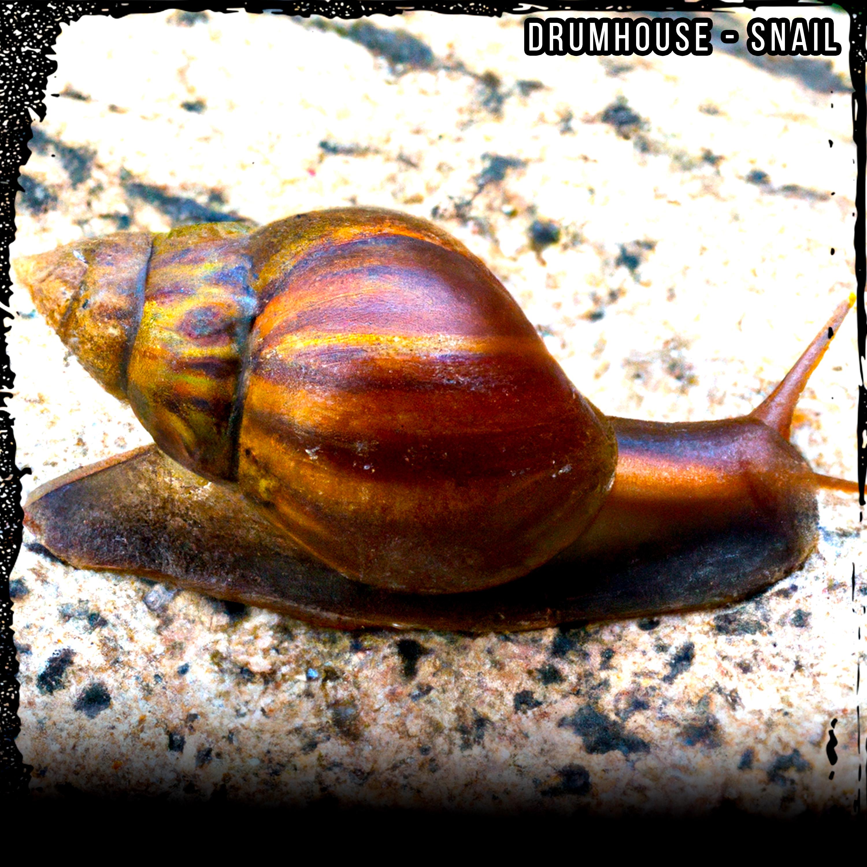 Постер альбома snail