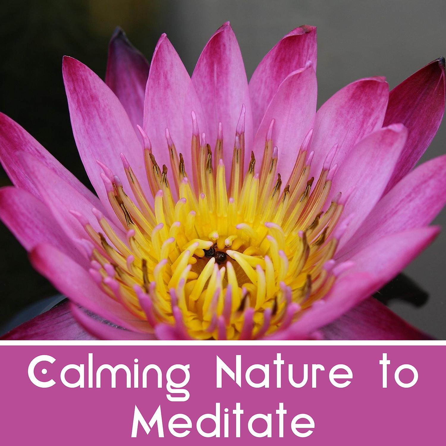 Постер альбома Calming Nature to Meditate – Inner Silence, Meditation Sounds, Energy Gathering, Calm Music