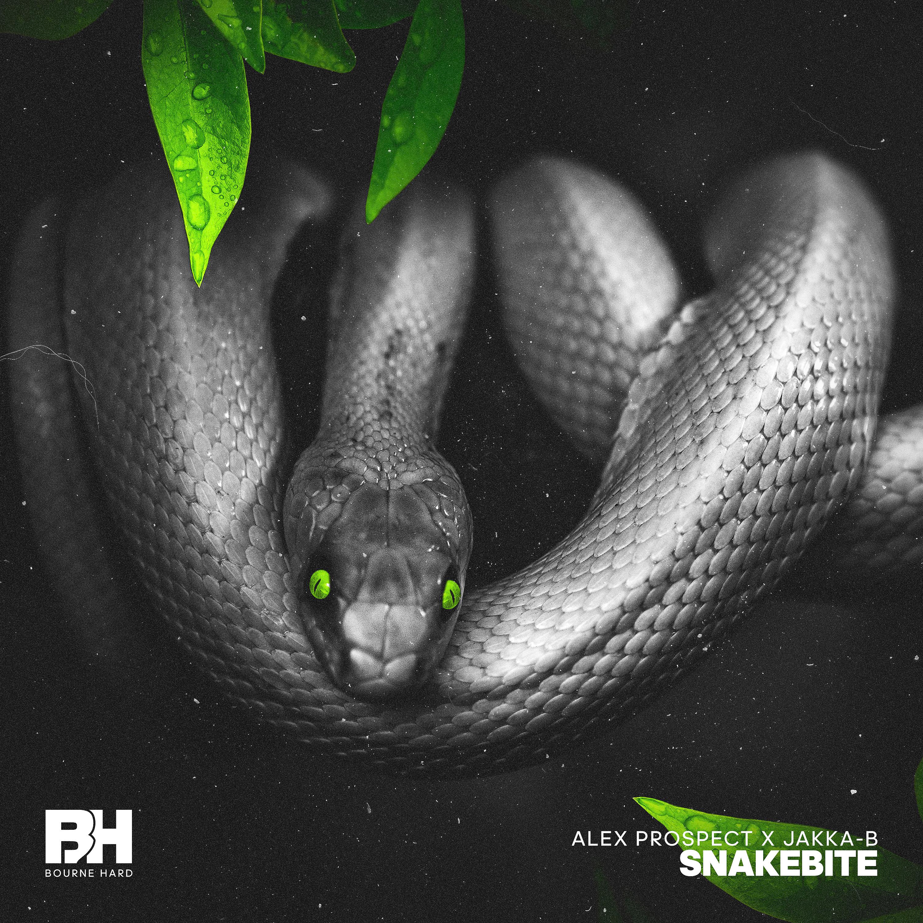 Постер альбома Snakebite