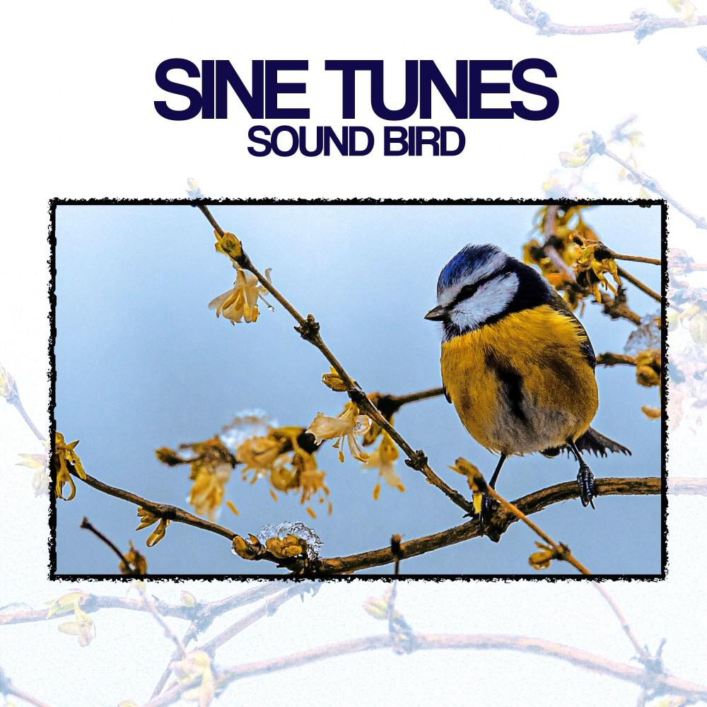 Постер альбома Sound Bird