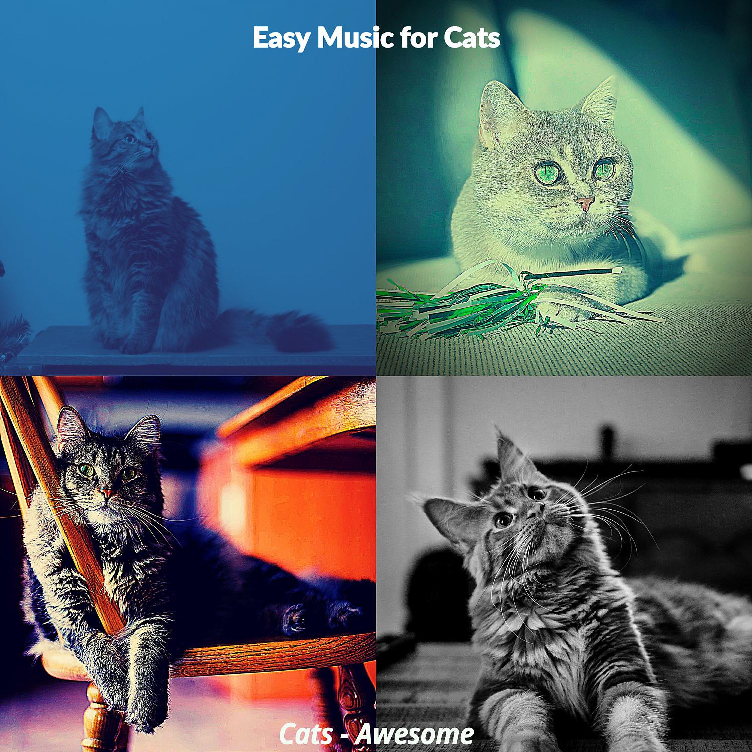 Постер альбома Cats - Awesome