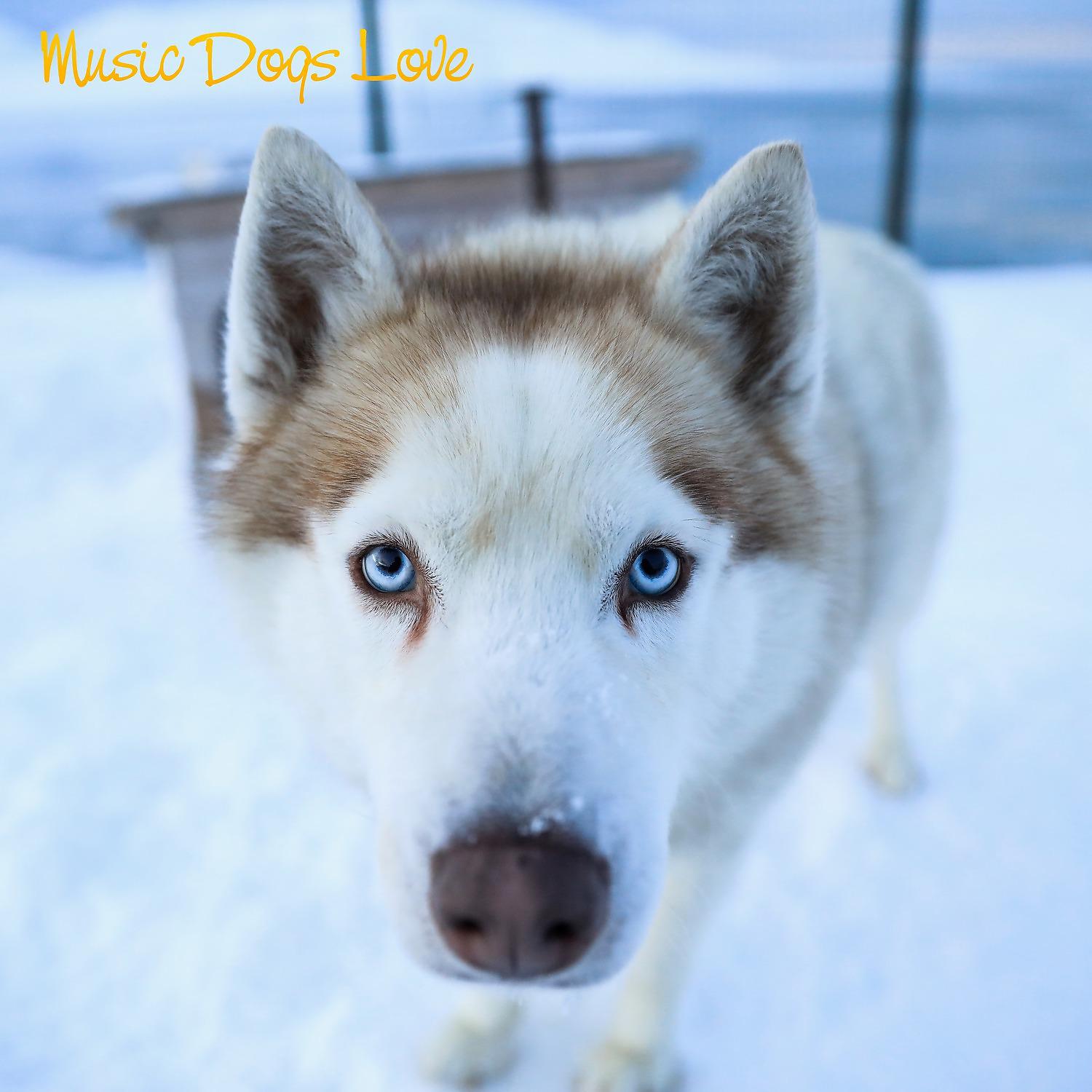 Постер альбома Music Dogs Love