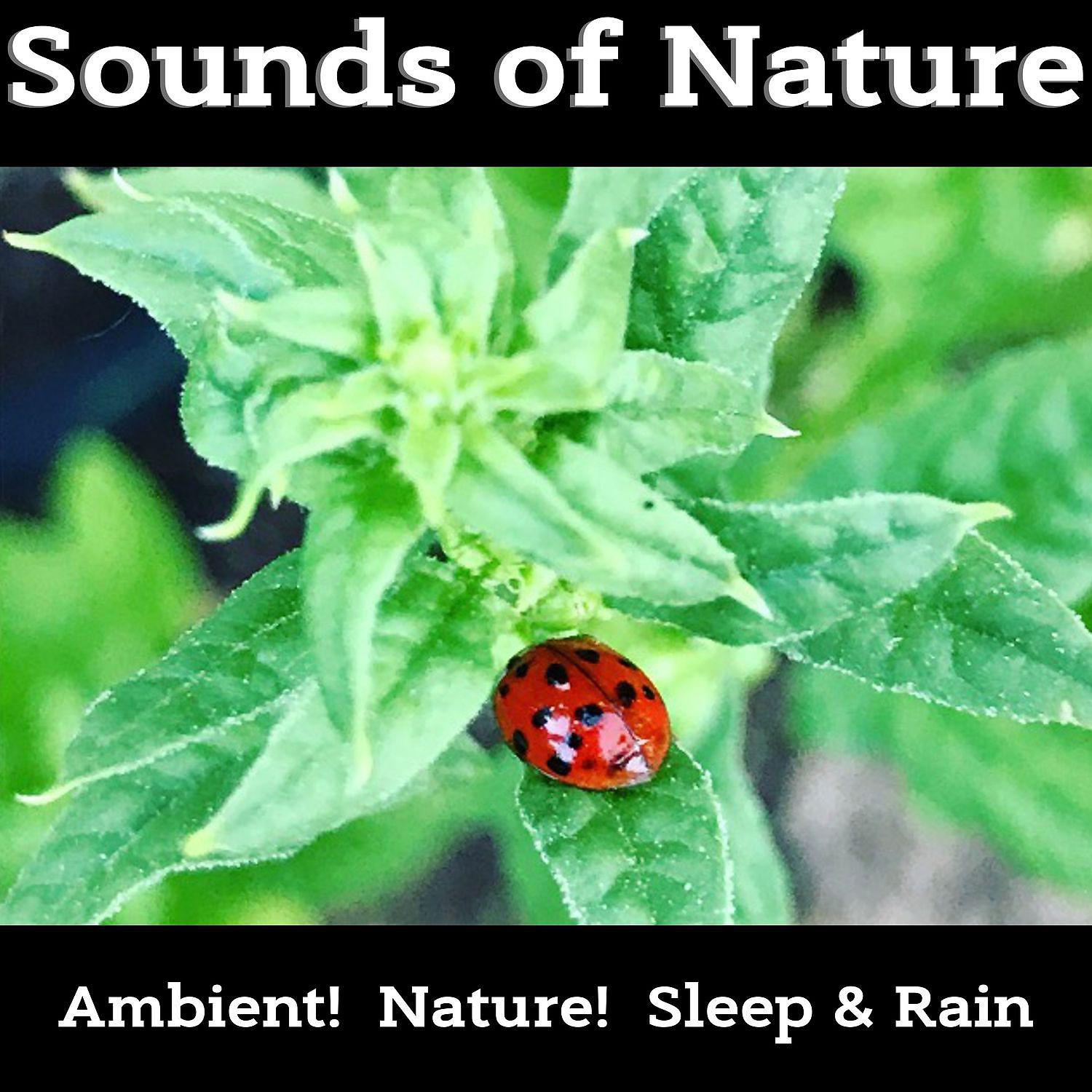Постер альбома Best Instrumental Sounds of Nature