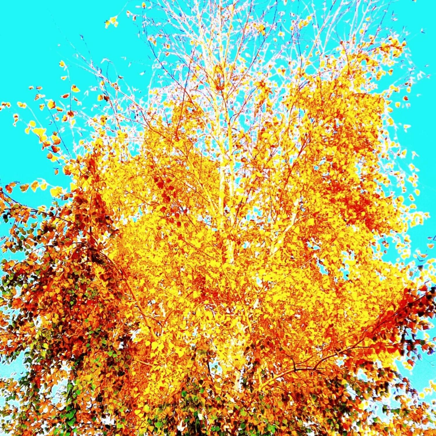 Постер альбома In the autumn sky