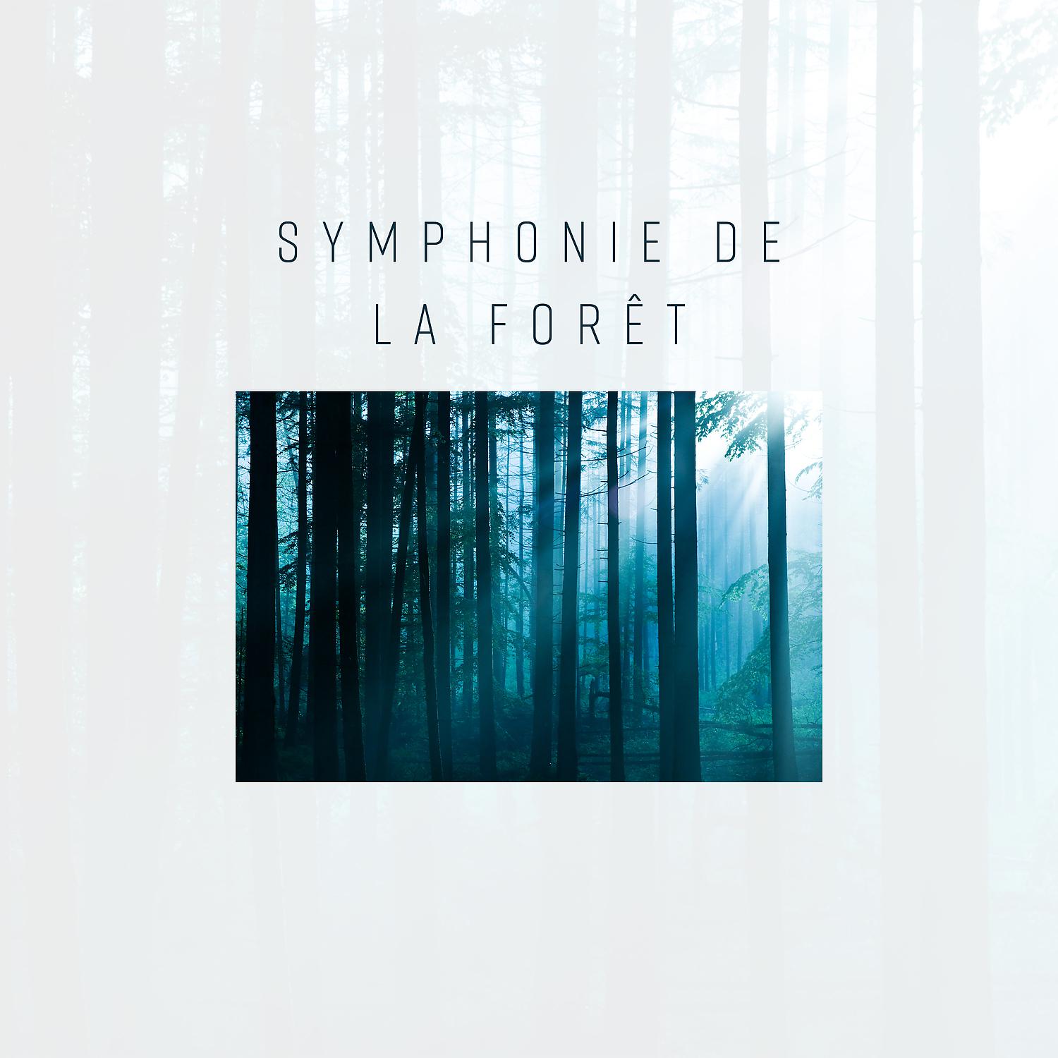Постер альбома Symphonie de la forêt: Sons de la nature charmants pour la détente