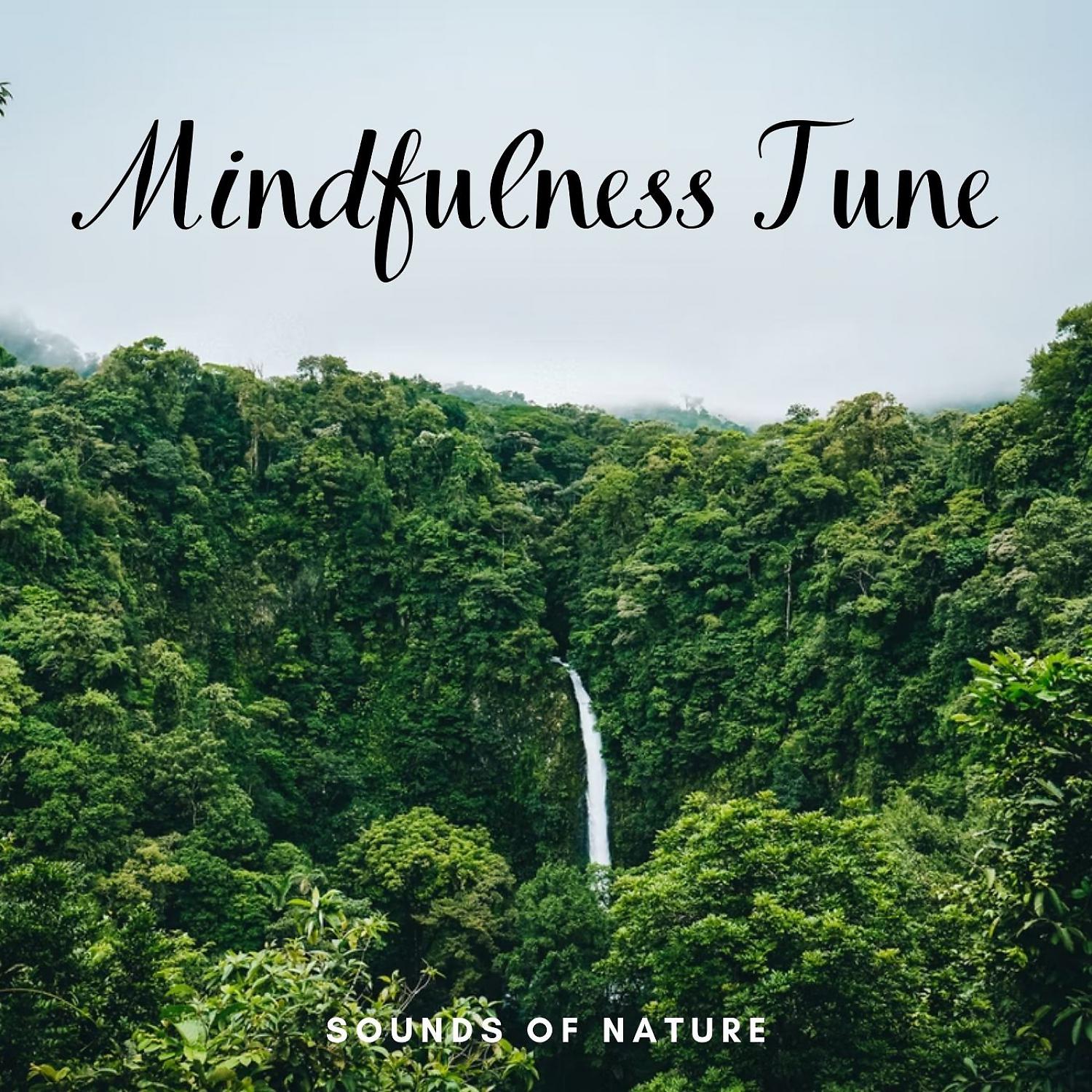 Постер альбома Sounds of Nature: Mindfulness Tune