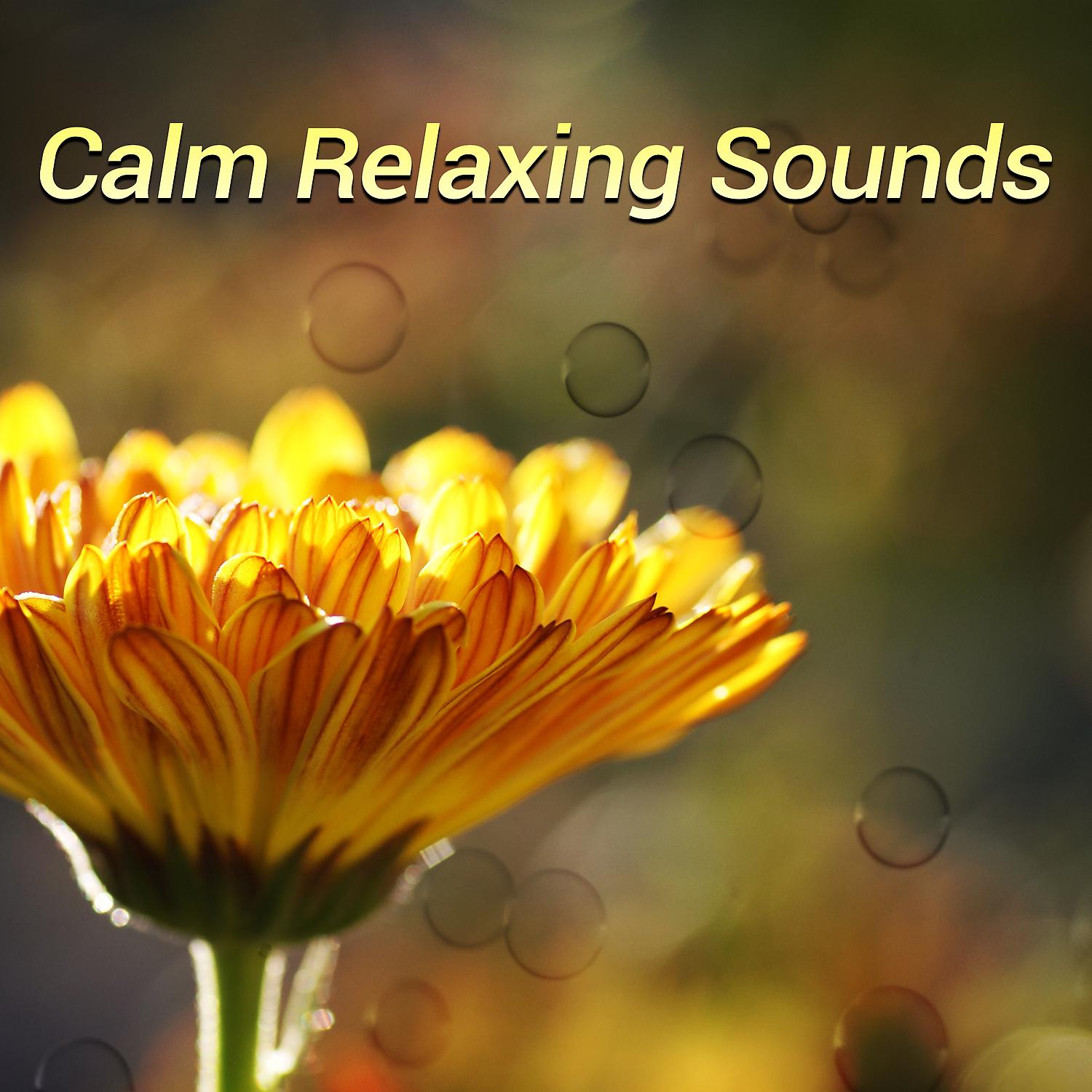 Постер альбома Calm Relaxing Sounds – Relaxing Music for Anxiety Relief and Stress Reduction
