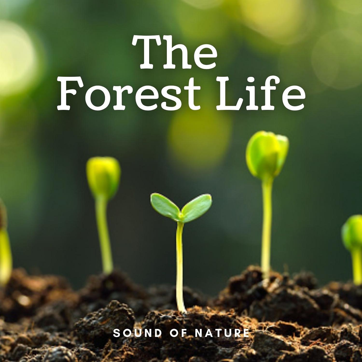 Постер альбома Sounds of Nature: The Forest Life