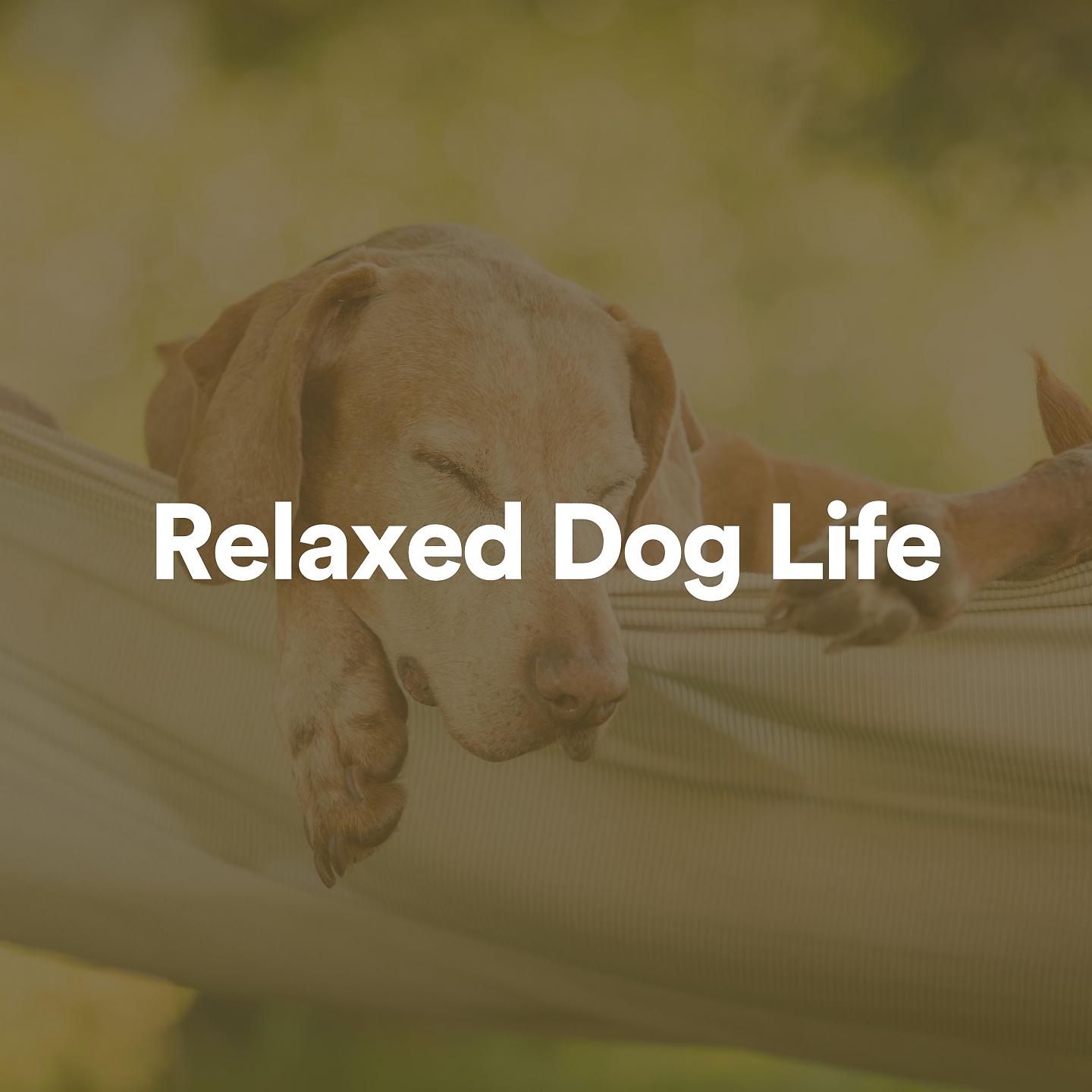 Постер альбома Relaxed Dog Life