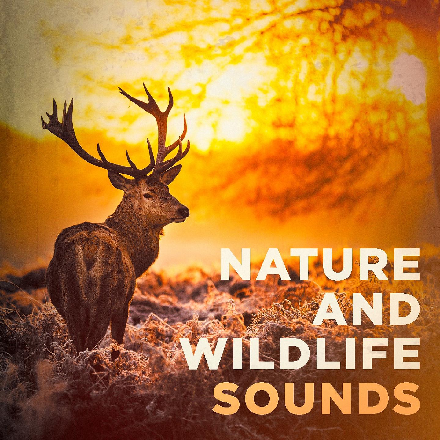Постер альбома Nature and Wildlife Sounds