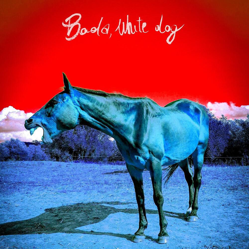 Boda - White Dog
