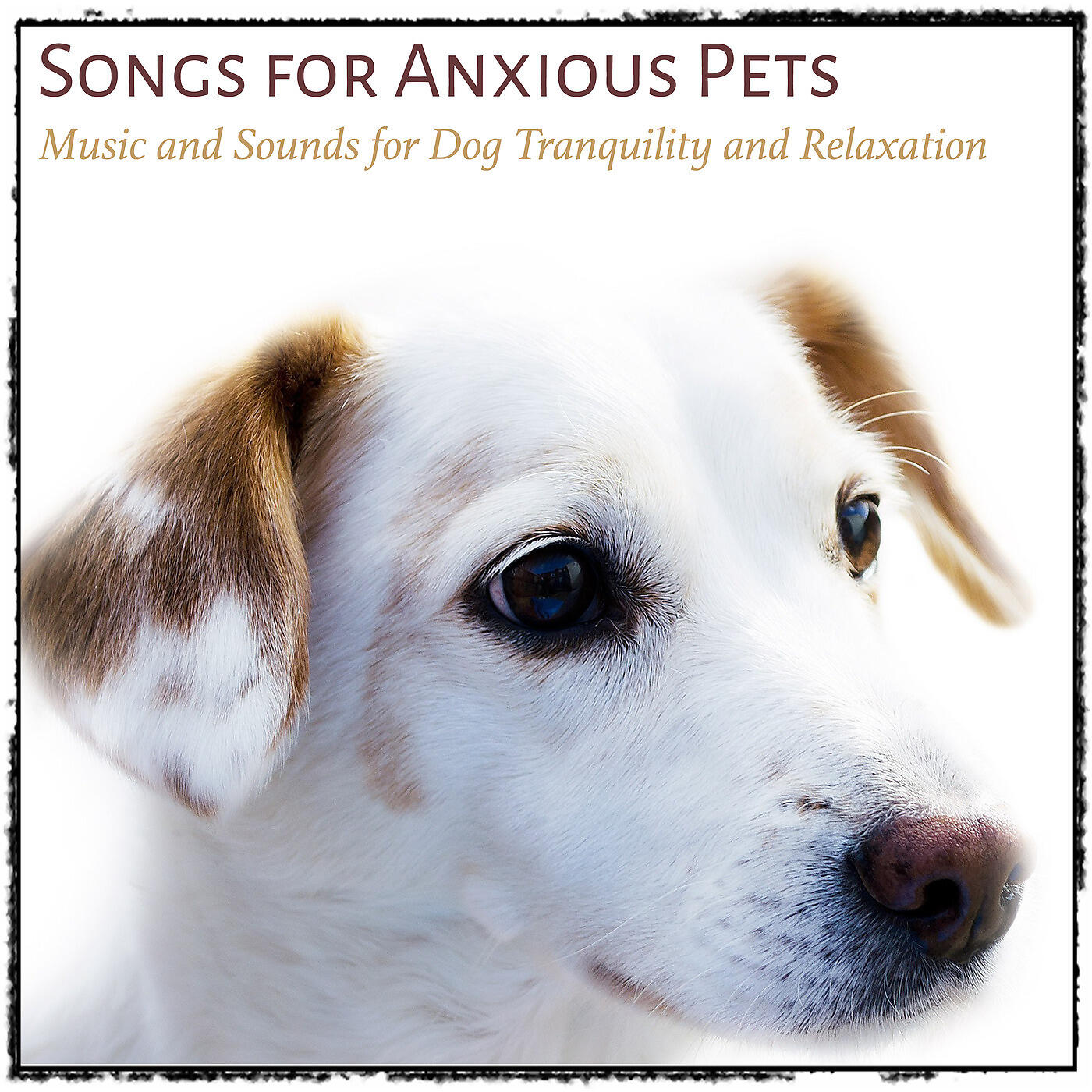 RelaxMyDog - Dreaming