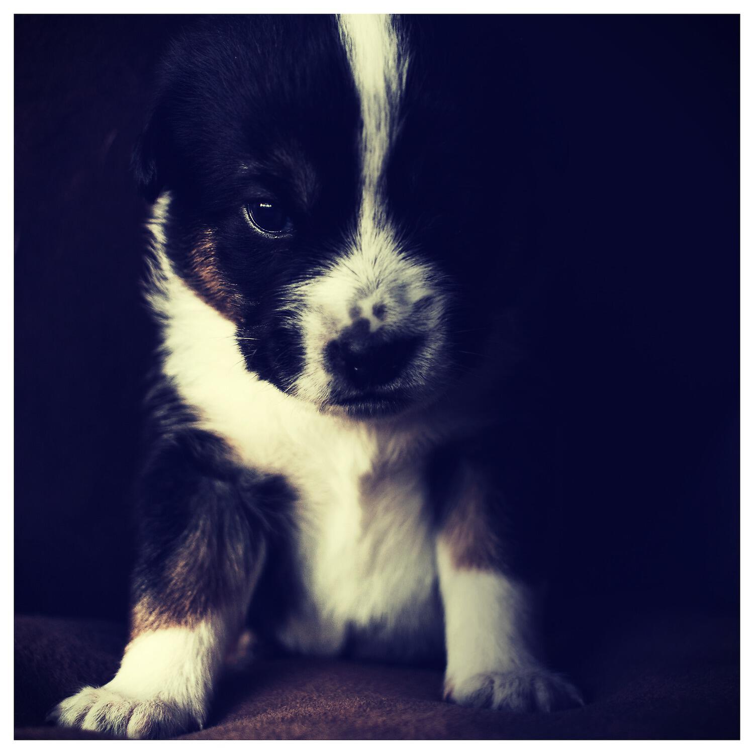 Dog Music - Positive Results