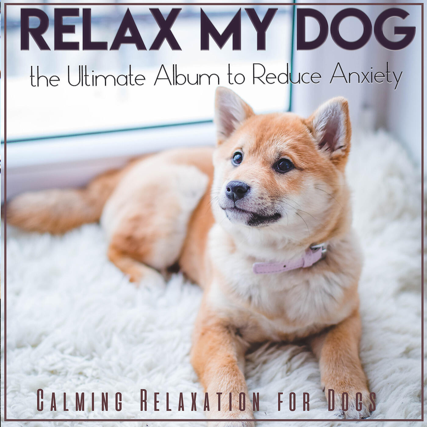 Dog Music Therapy - Relax My Dog