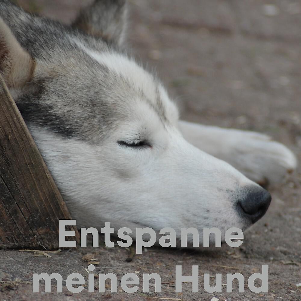 The Dog Relaxer - DNA Help for Dogs and Pets