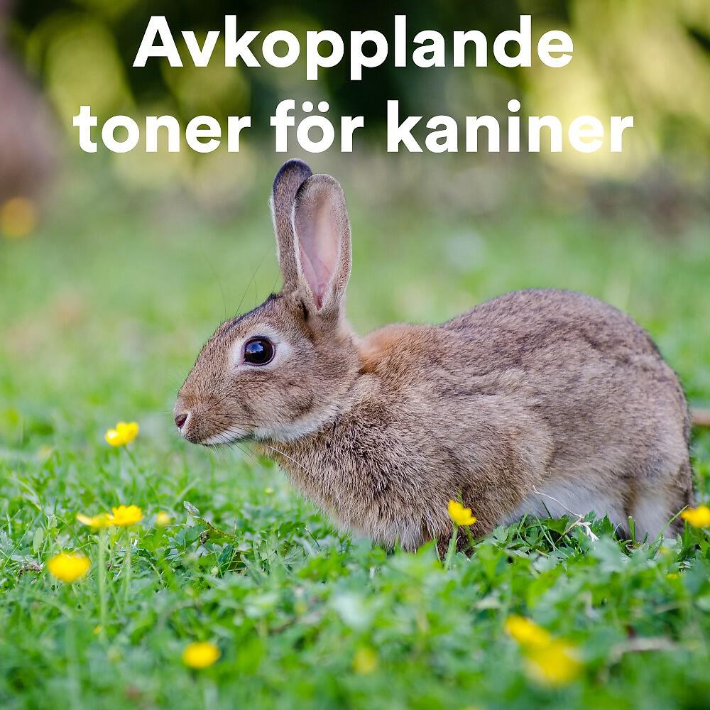 The Rabbit Relaxer - The Best Music for Rabbits Ever