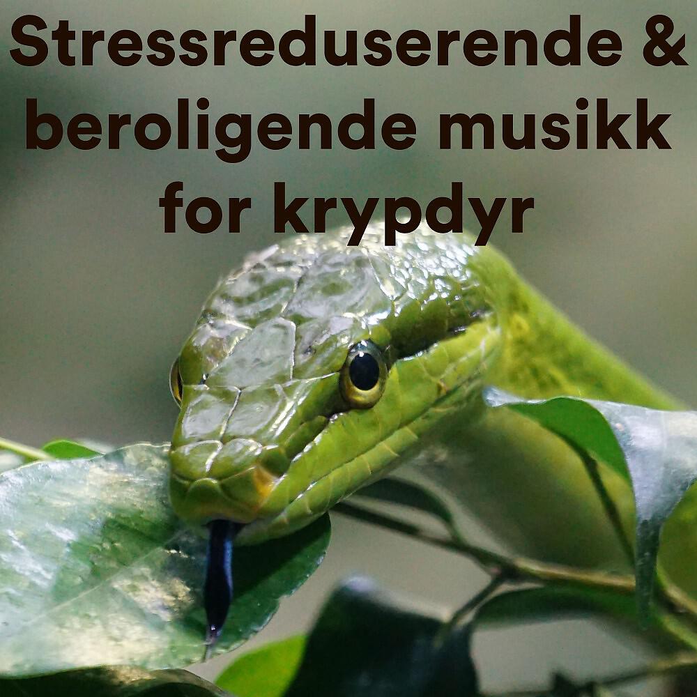 The Guinea Pig Gurus - Lovely Calming Guinea Pig Music