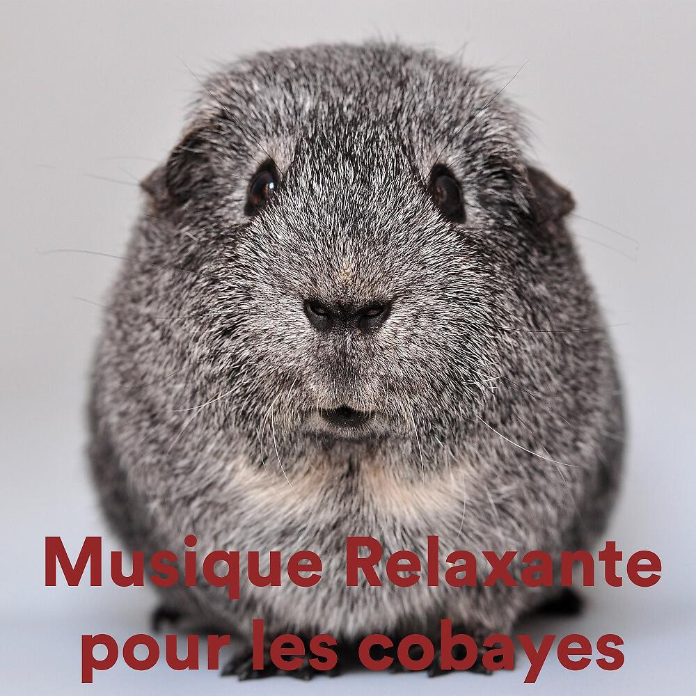 The Rabbit Relaxer - Rabbits Dreamland