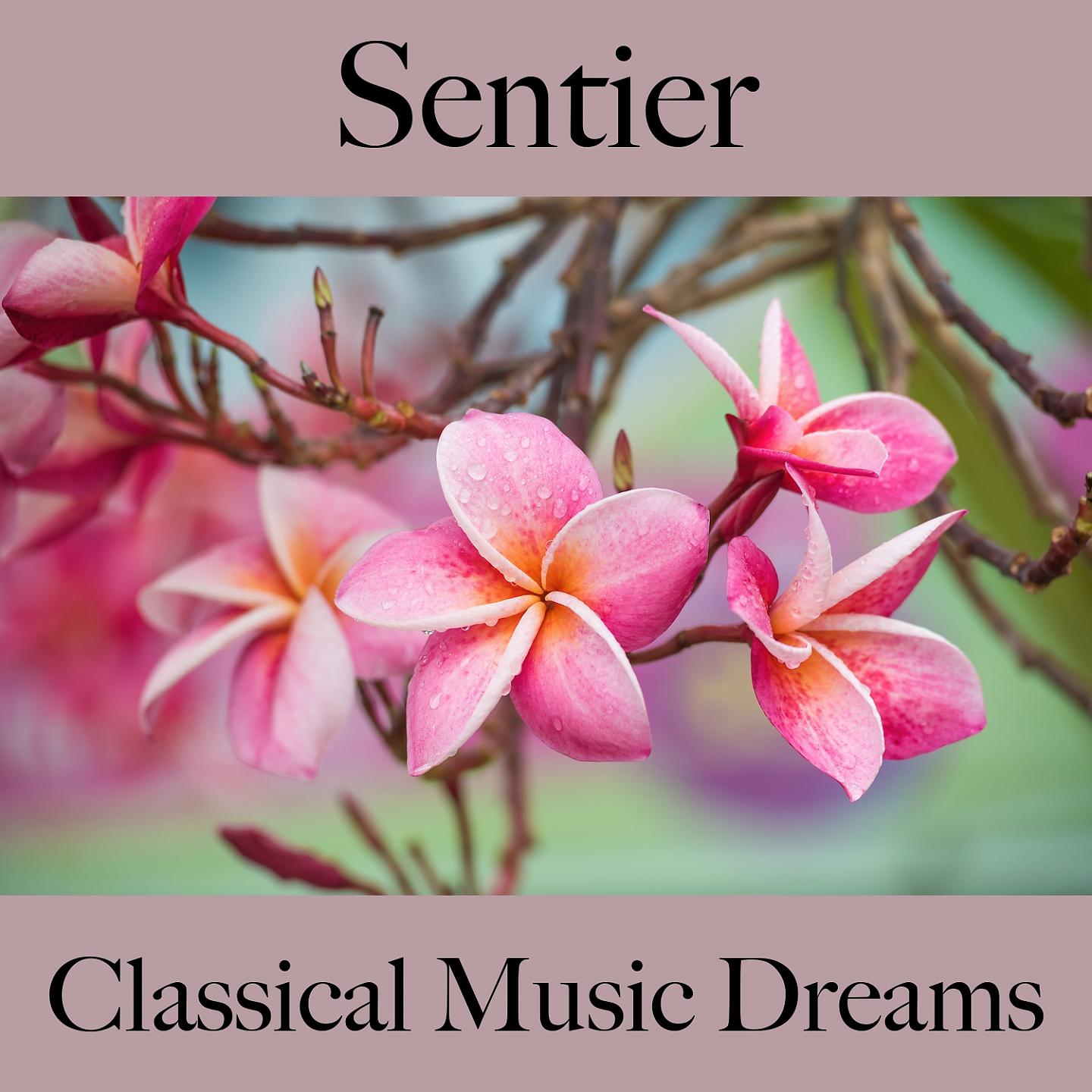 Постер альбома Sentier: Classical Music Dreams - La Meilleure Musique Pour Se Détendre