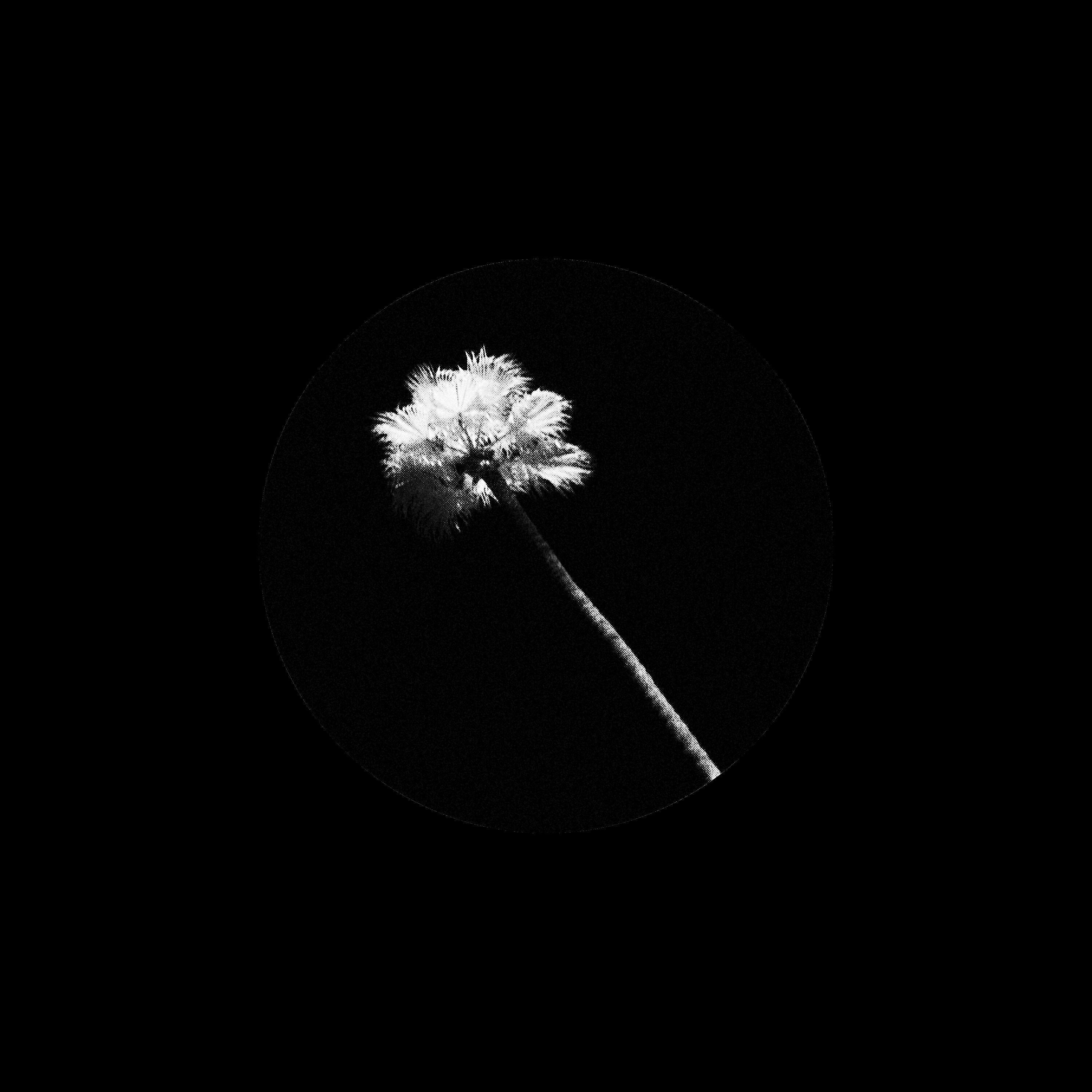 Black Atlass - Blonde