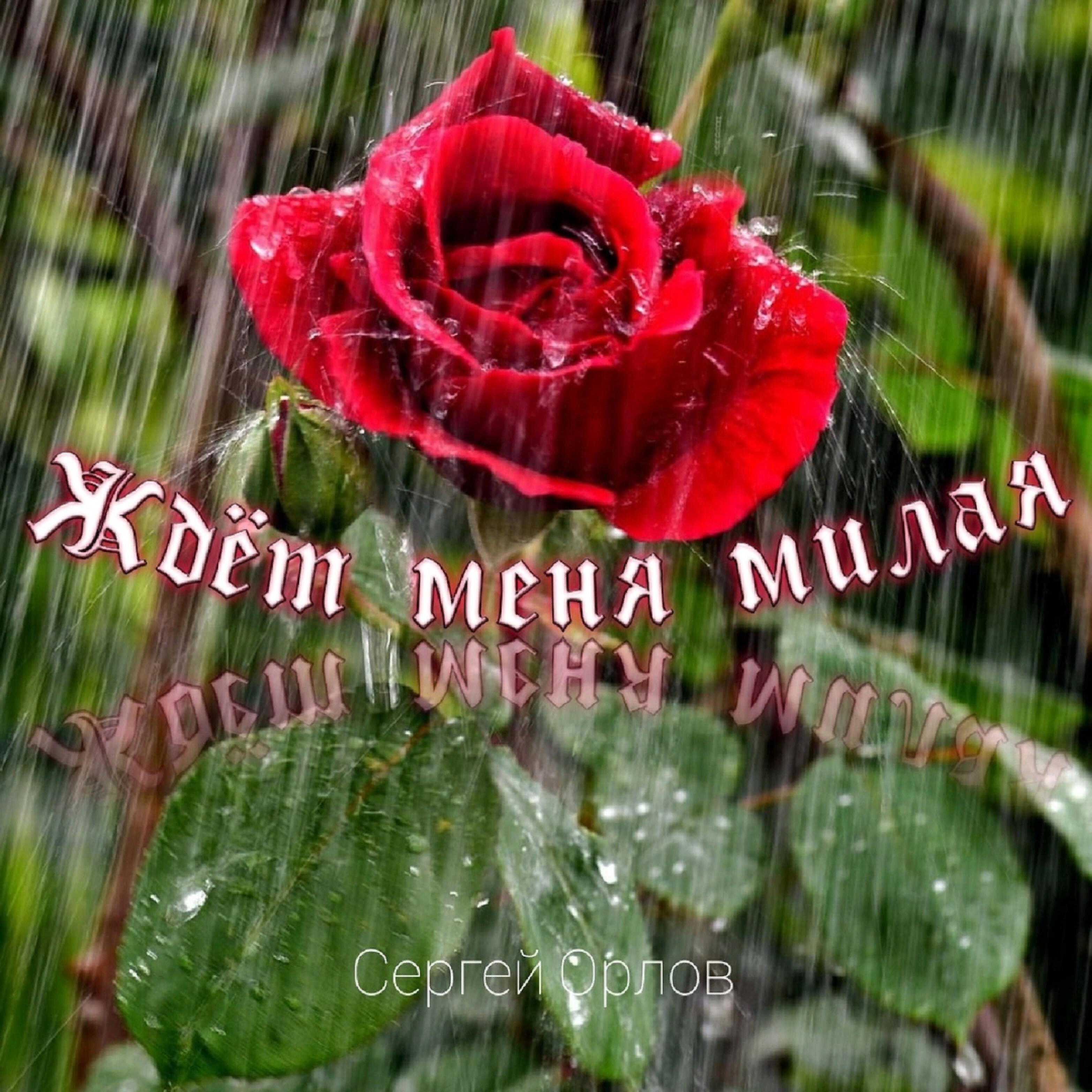 Сергей Орлов - Ждёт меня милая.